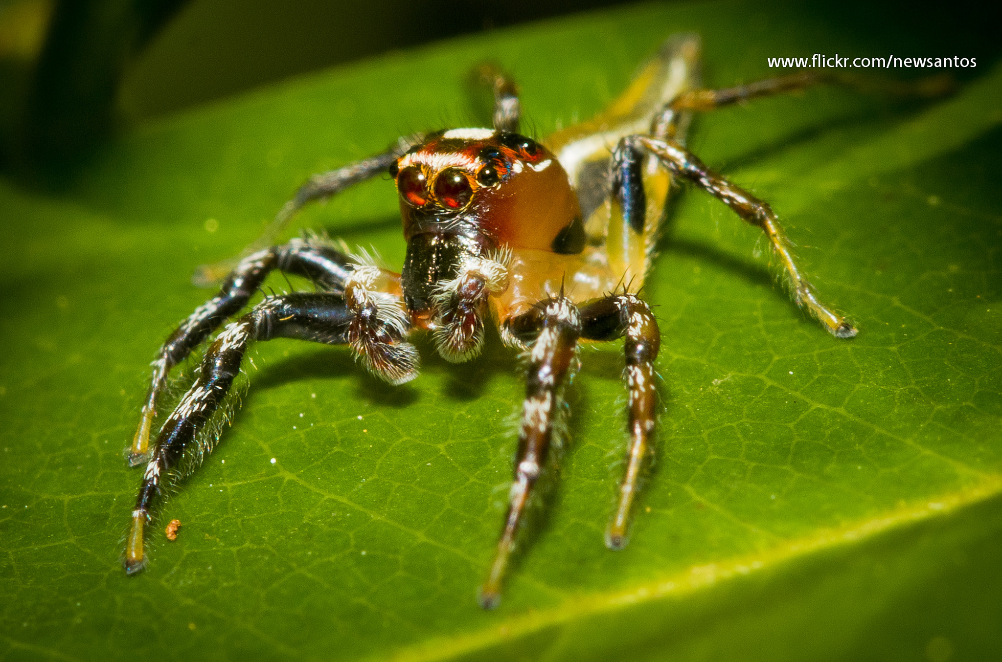 Canon EOS 7D + Canon EF 100mm F2.8 Macro USM sample photo. Spider  photography