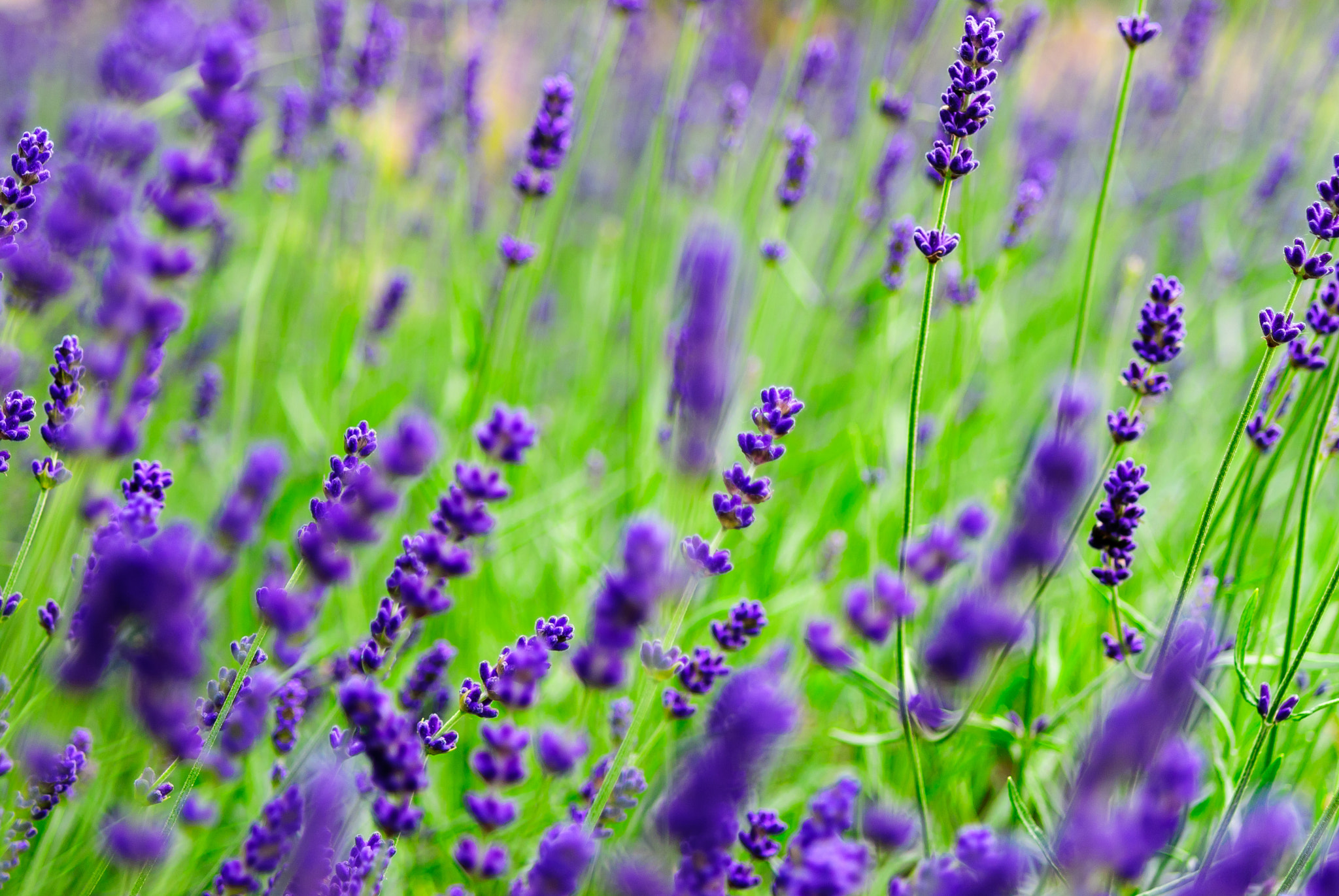 Sony Alpha DSLR-A300 + 35-70mm F4 sample photo. Lavender in the wind photography
