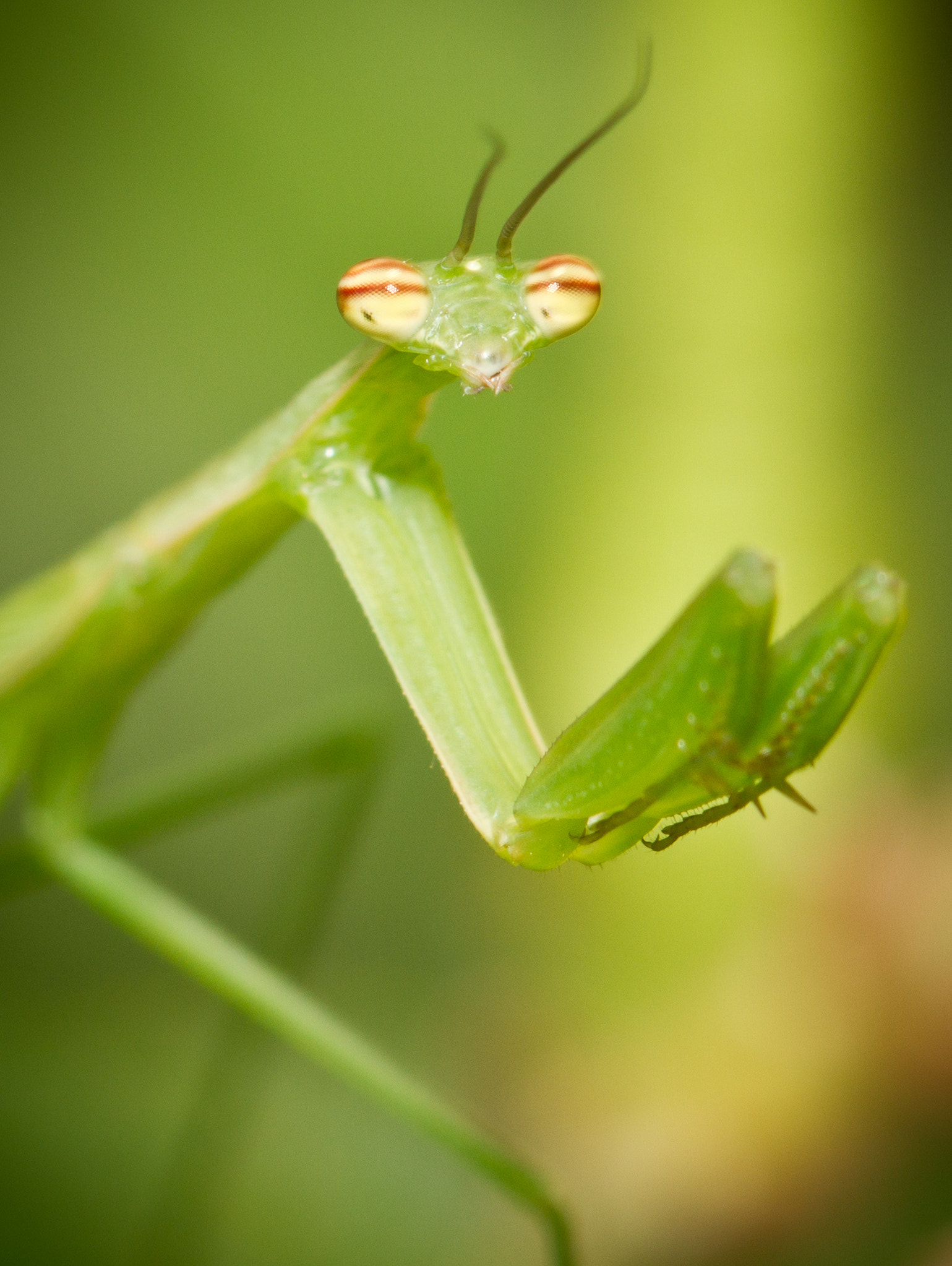 Canon EOS 7D + Canon EF 100mm F2.8 Macro USM sample photo. Louvado seja  photography