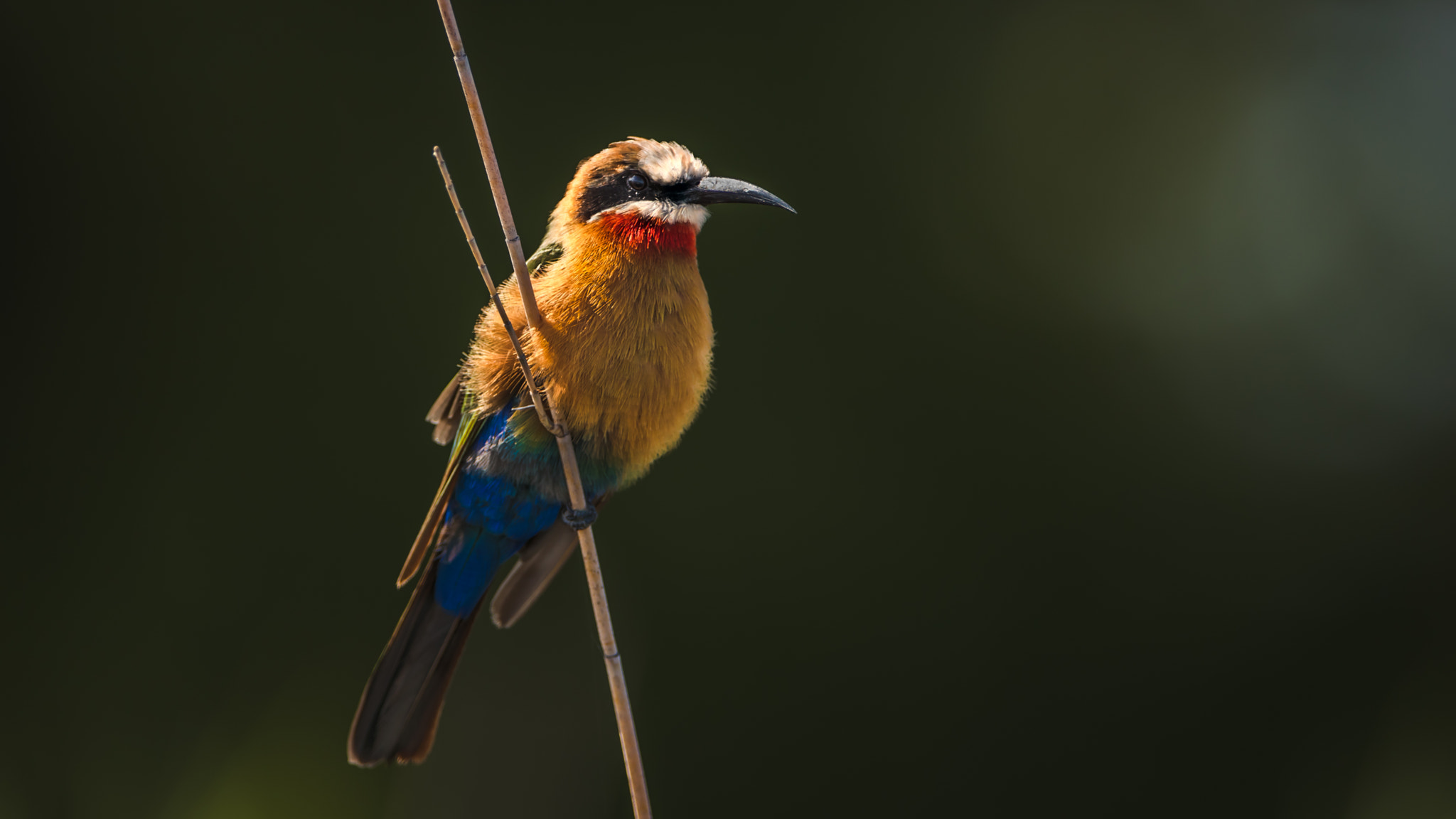 Canon EOS 5DS R + Canon EF 400mm F2.8L IS II USM sample photo. White fronted bee-eater photography