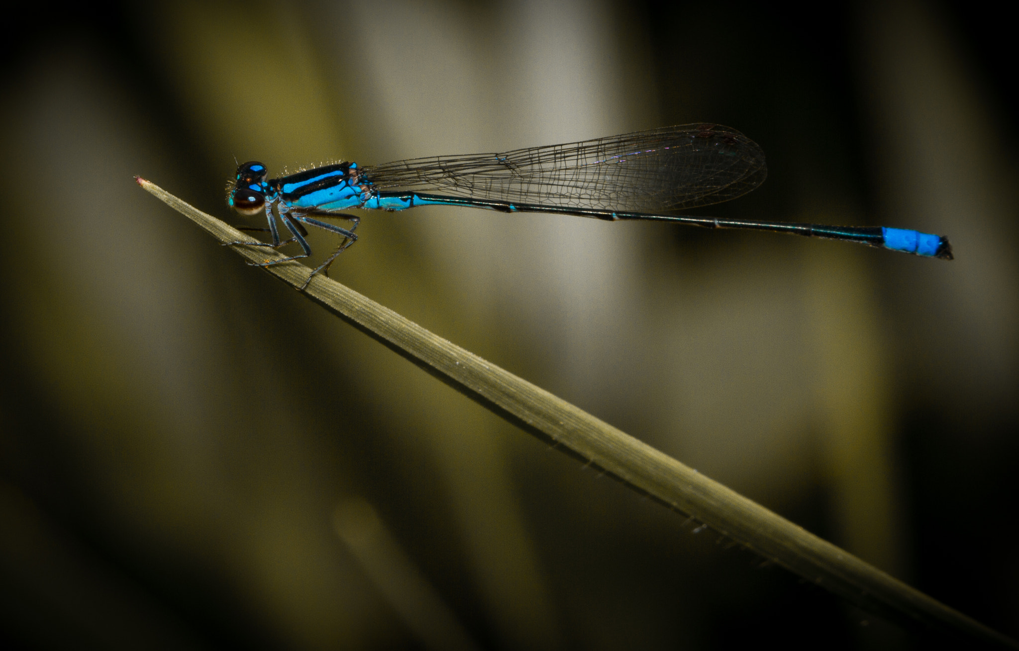 Canon EOS 7D + Canon EF 100mm F2.8 Macro USM sample photo. Mundo macro  photography