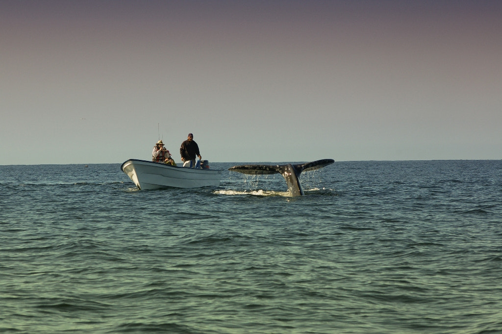 Pentax K110D sample photo. Baja california photography
