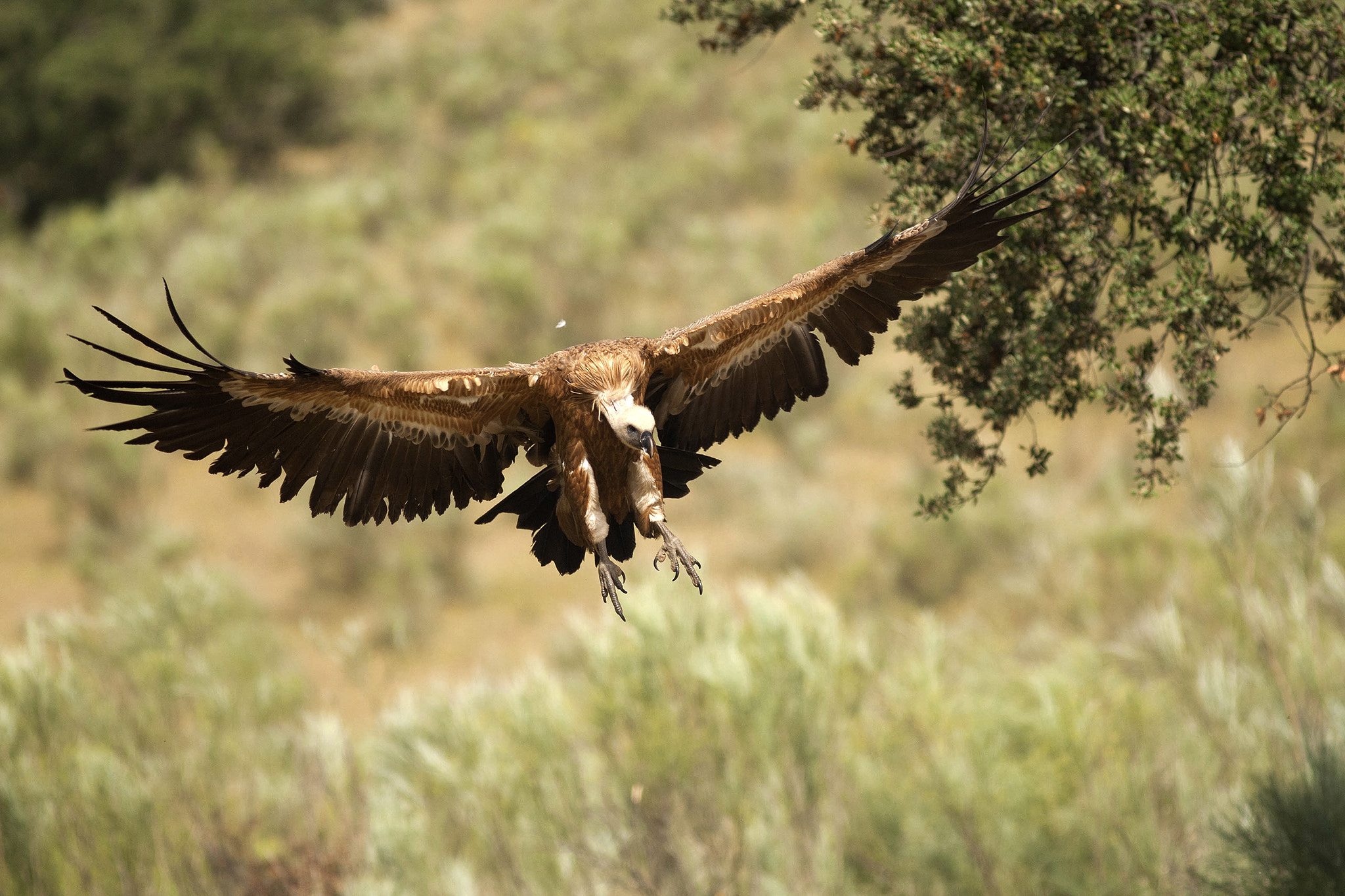 Canon EF 300mm F4L IS USM sample photo. Griffon volture photography