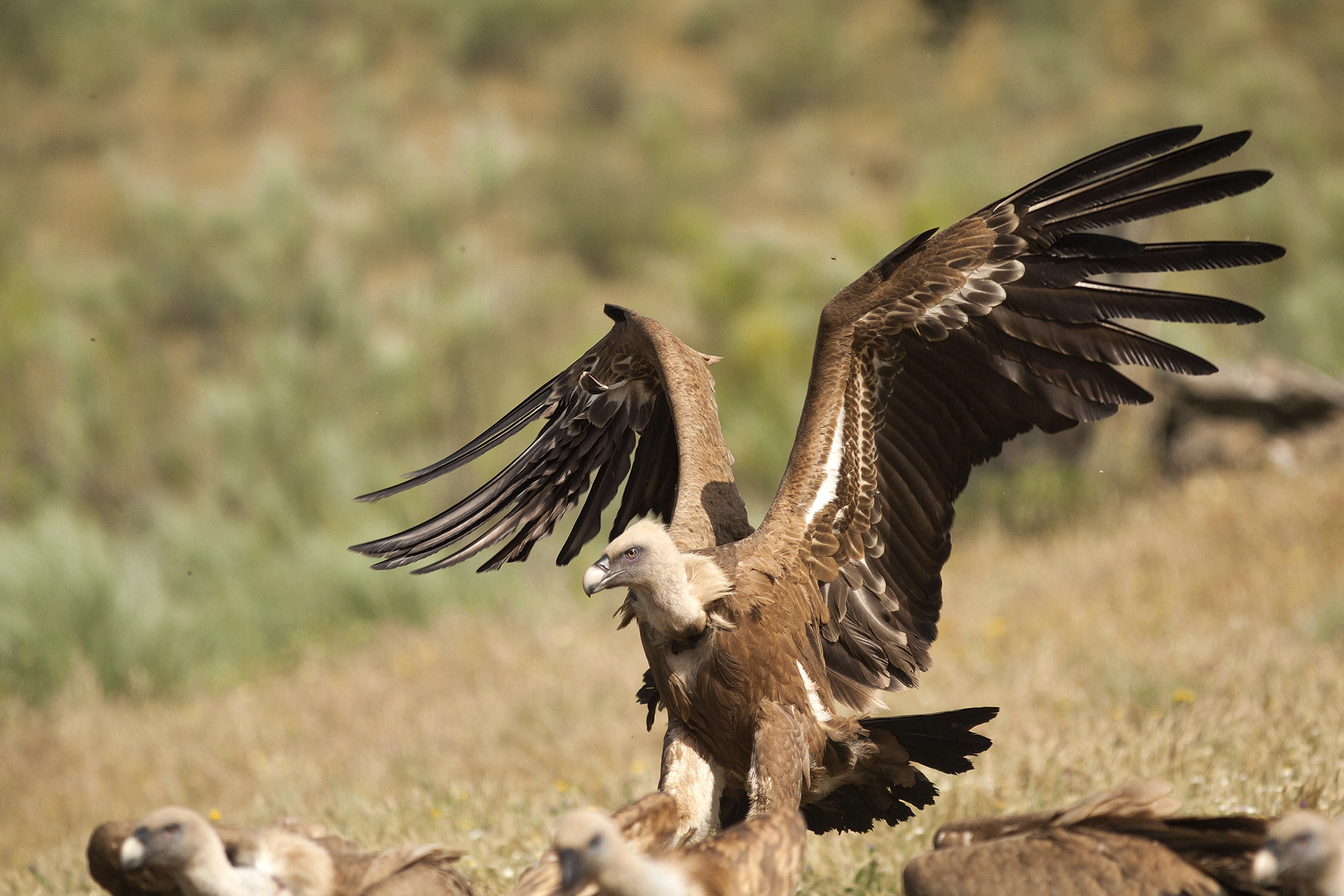 Canon EF 300mm F4L IS USM sample photo. Griffon volture photography