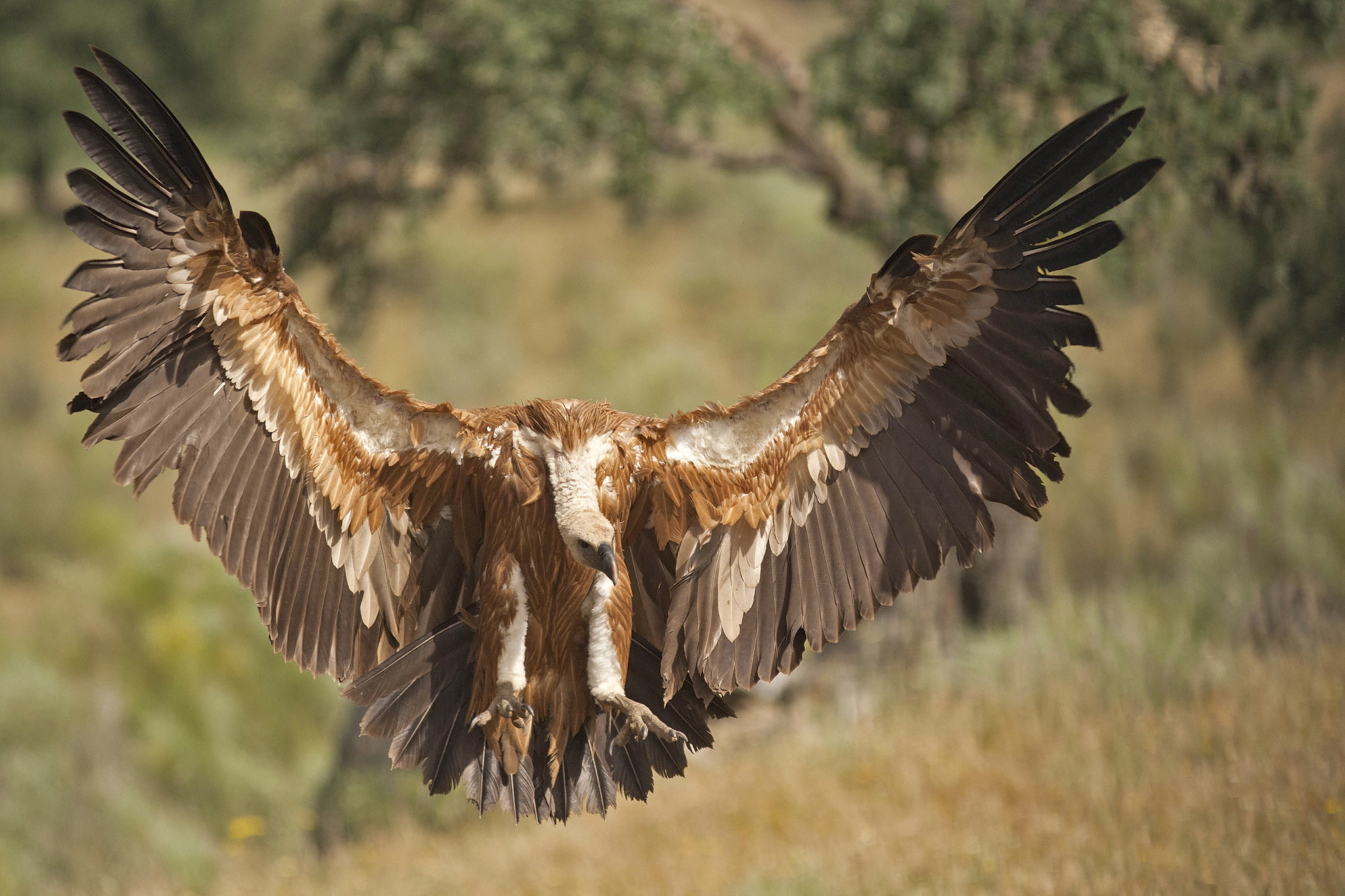 Canon EF 300mm F4L IS USM sample photo. Griffon volture photography
