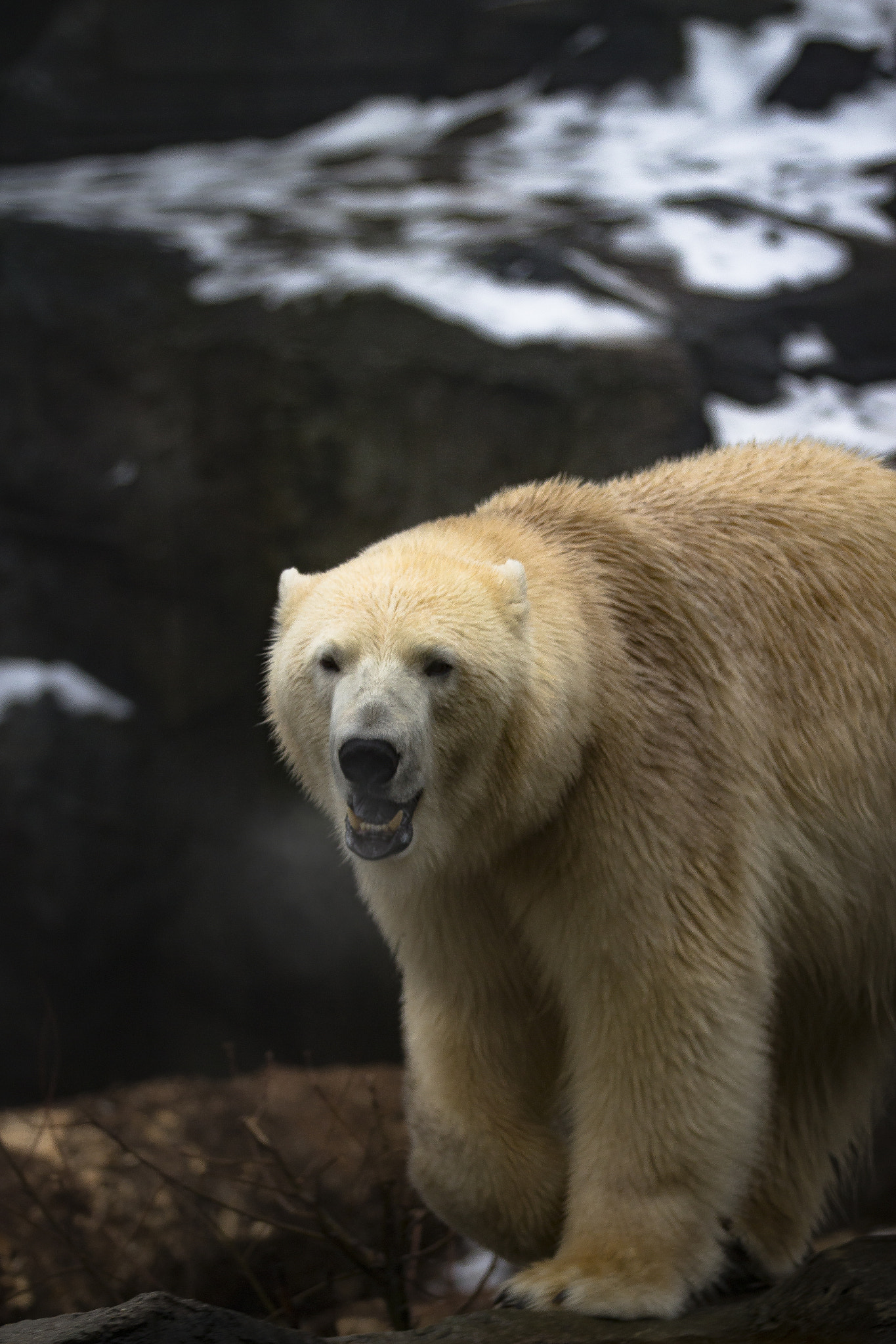Canon EF 70-200mm F2.8L IS II USM sample photo. Polar bear photography