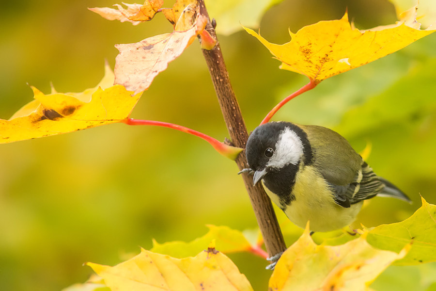 Canon EF 300mm F4L IS USM sample photo. Kohlmeise photography