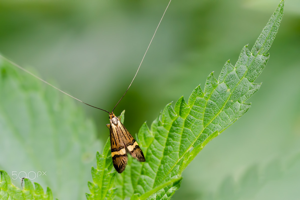 Sigma 150mm F2.8 EX DG OS Macro HSM sample photo. Little beauty with long long antennas photography