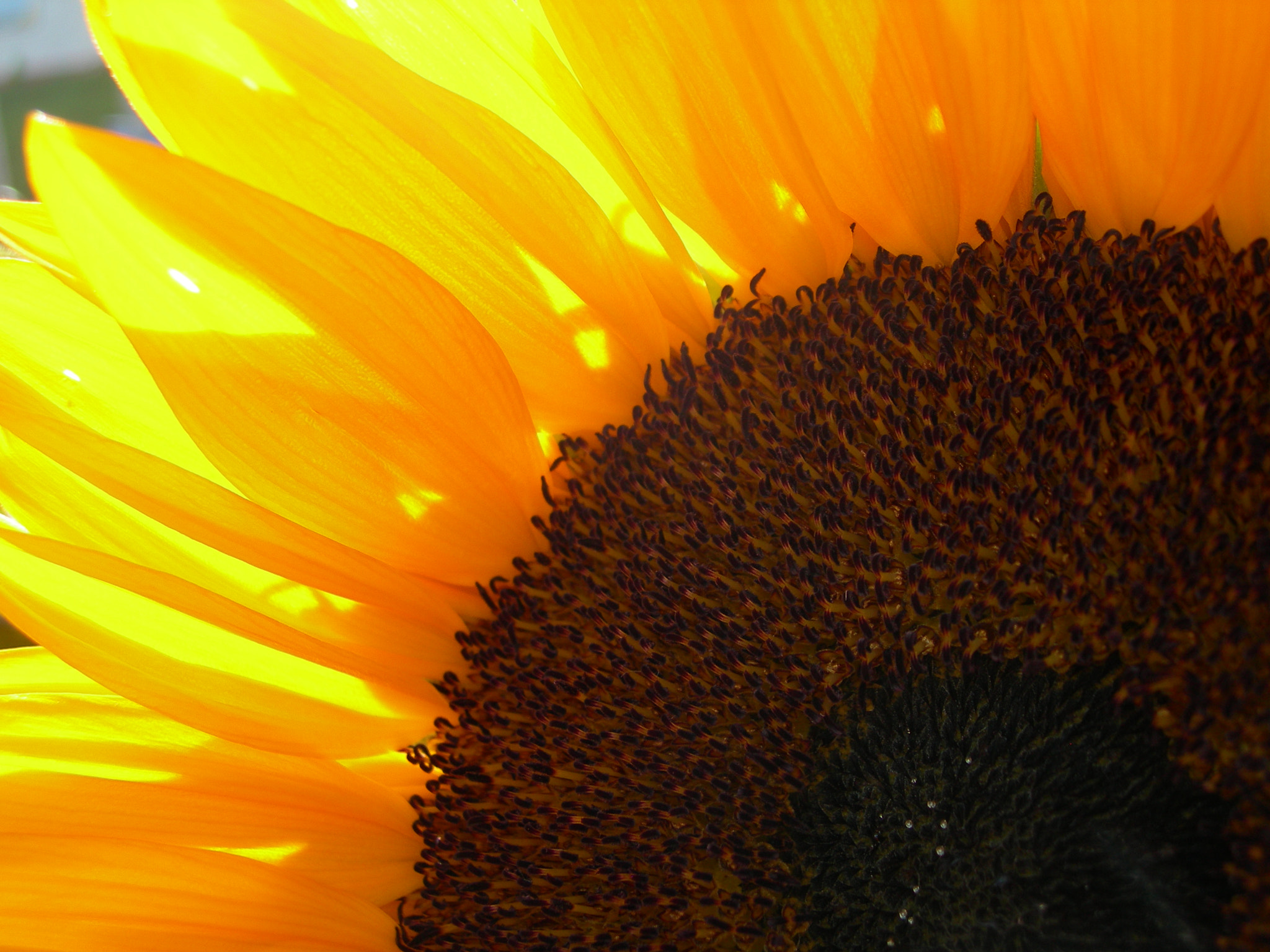 Nikon E7600 sample photo. Warm,sun,flower photography