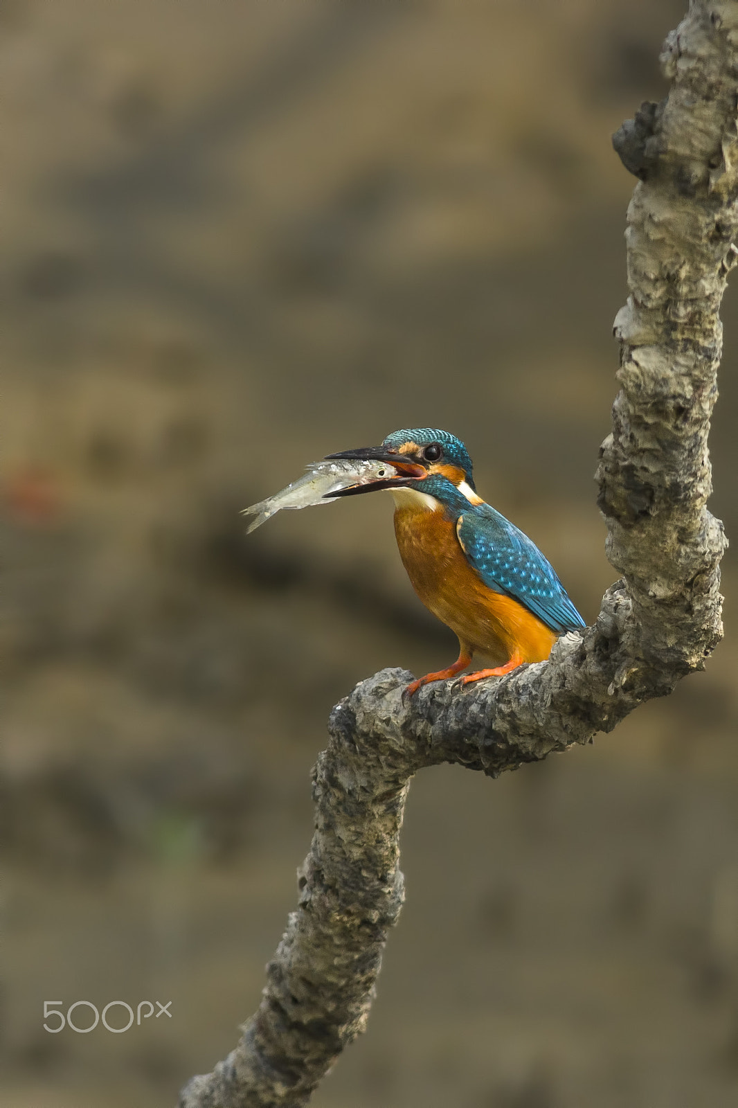 Canon EF 400mm F5.6L USM sample photo. King and his fish photography