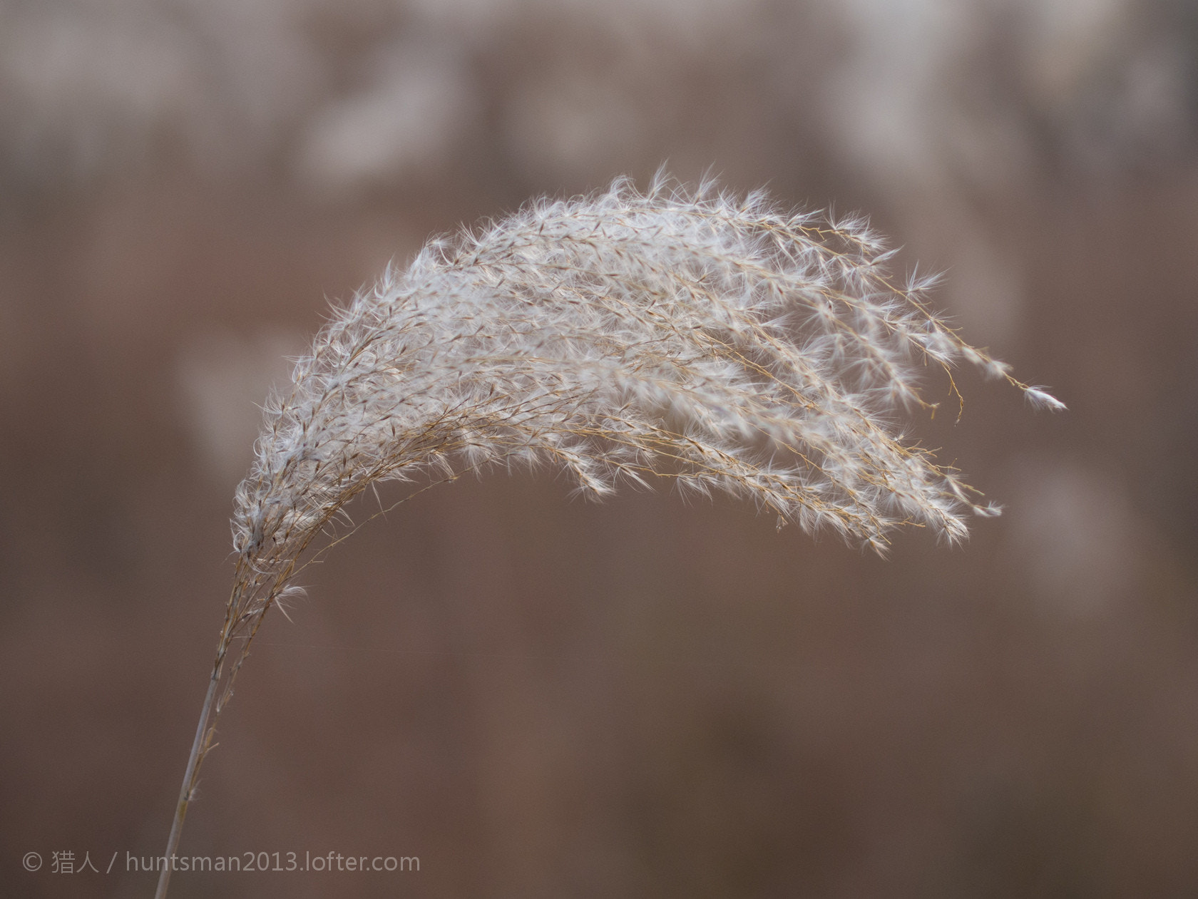 Olympus PEN E-PL5 + Olympus M.Zuiko Digital 45mm F1.8 sample photo.  汉口江滩的芦苇。  photography