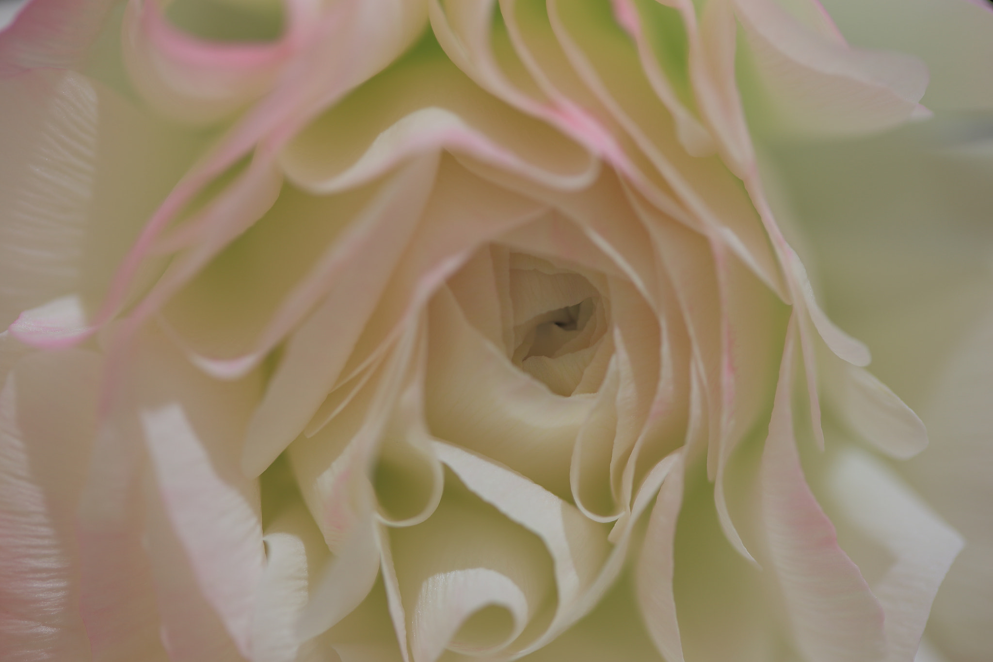 Canon EOS 6D + Canon EF 100mm F2.8 Macro USM sample photo. White rose03 photography