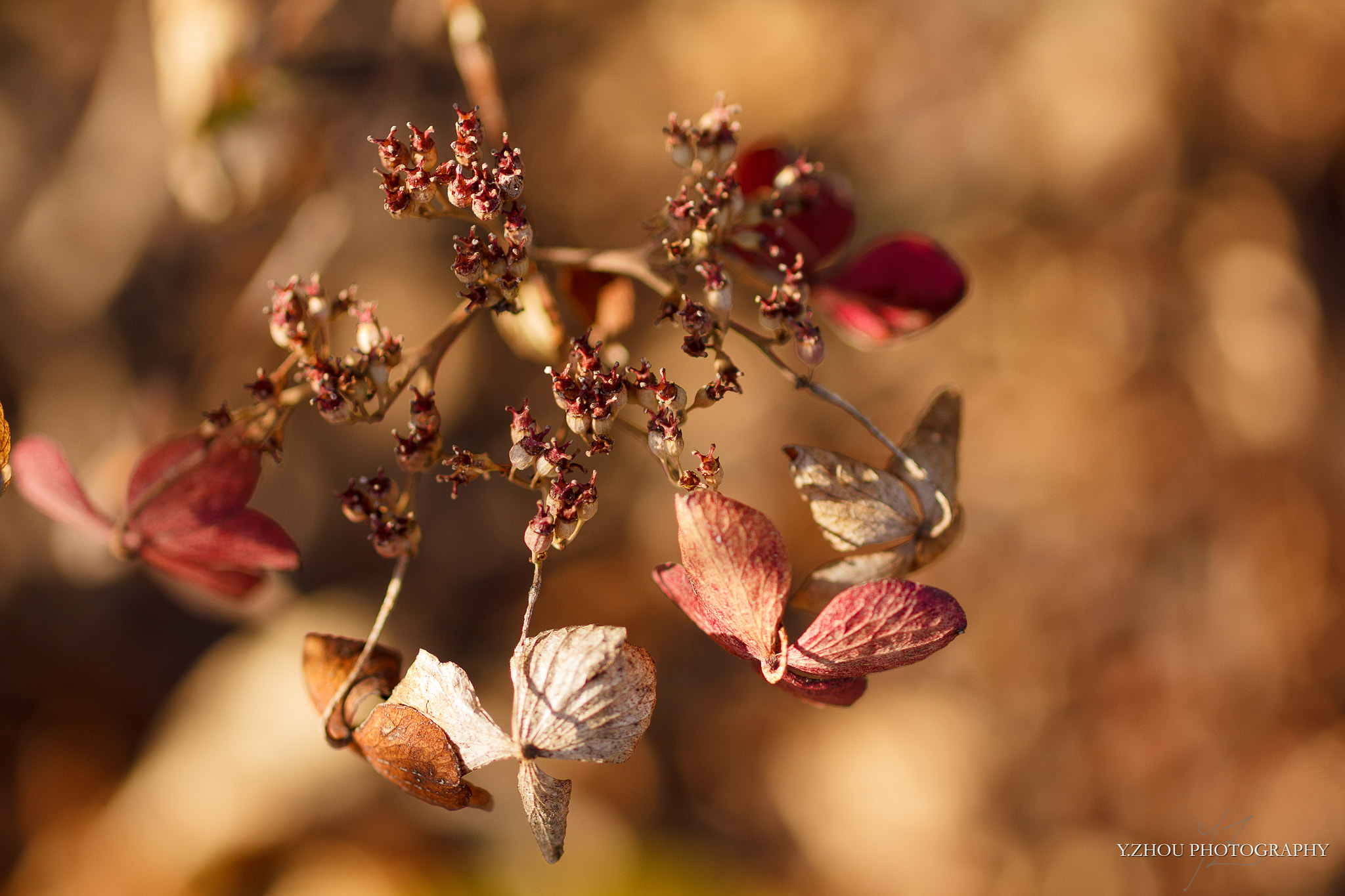 Canon EOS 60D + Sigma 50mm f/2.8 EX sample photo. Withered hydrangea photography