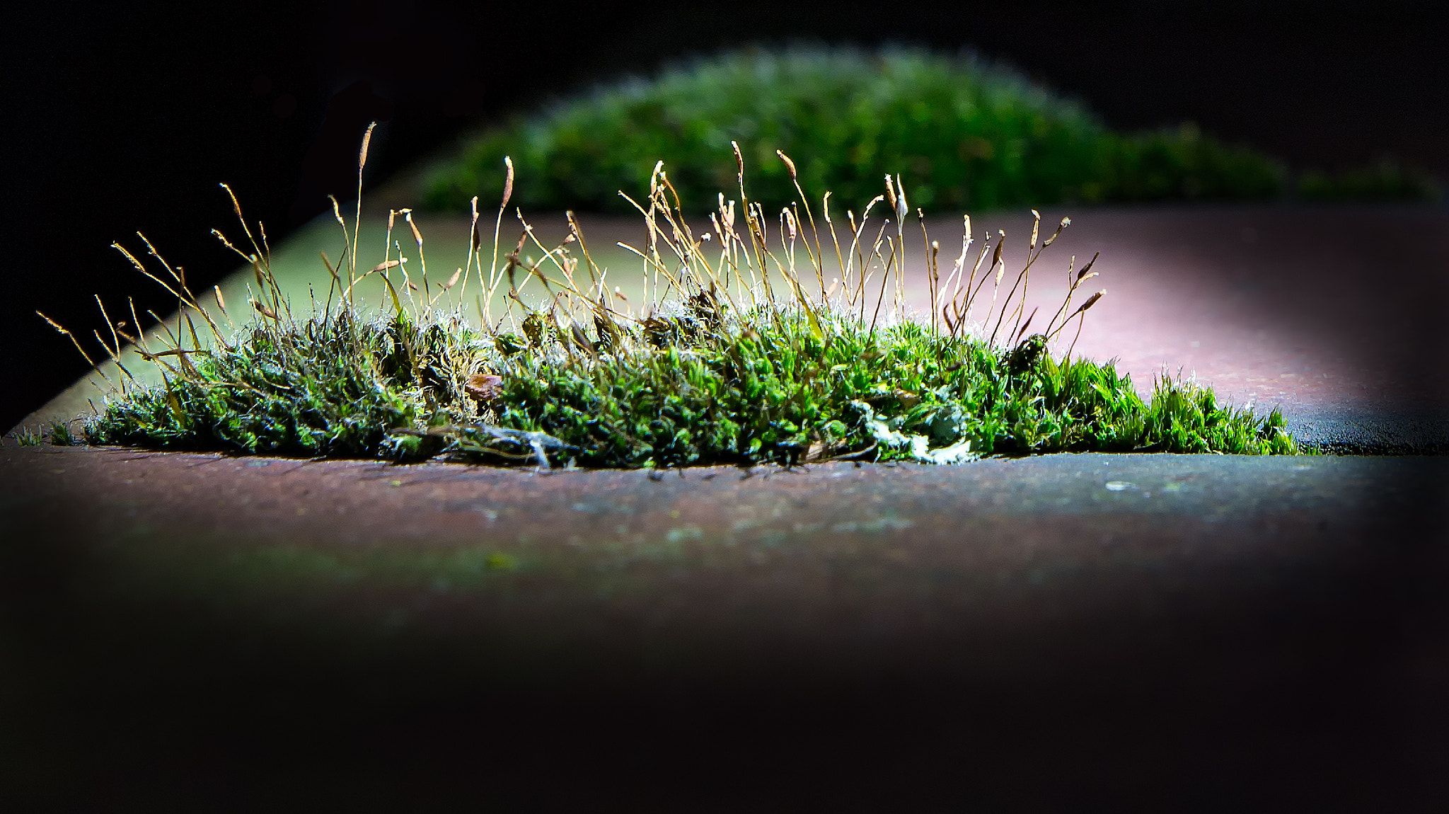 Sigma 18-35mm f/1.8 DC HSM sample photo. Moos photography