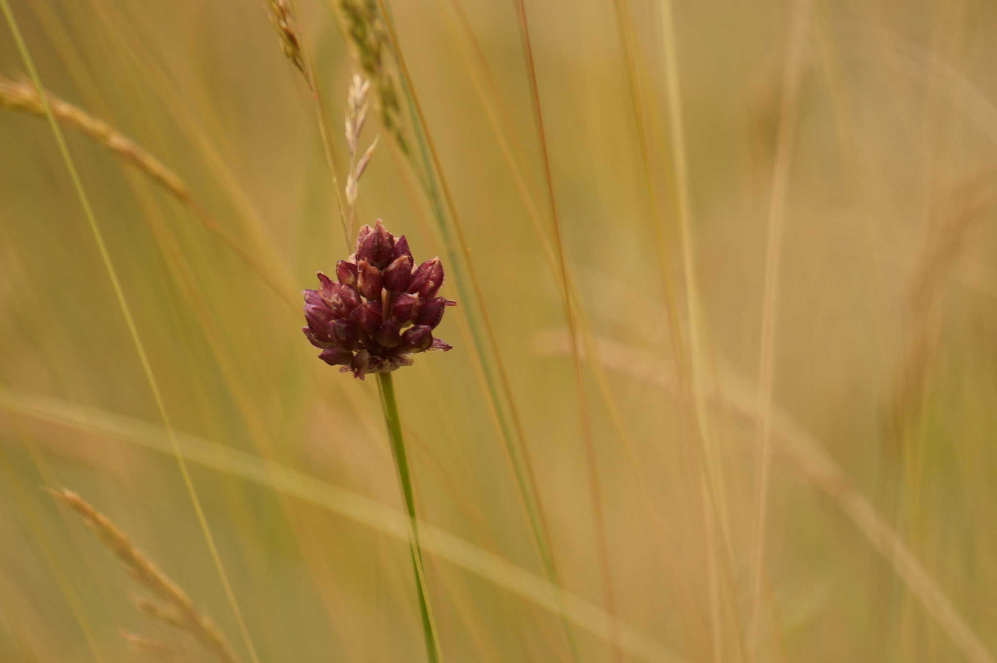 Sony E 55-210mm F4.5-6.3 OSS sample photo. Bordo photography
