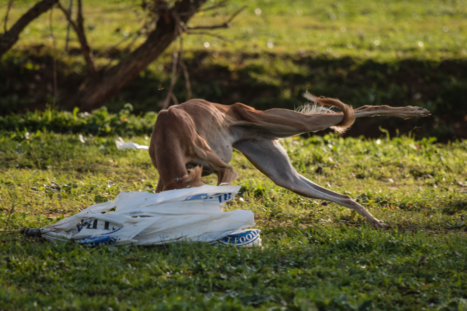 Canon EF 70-200mm F4L IS USM sample photo. Rio coverino photography