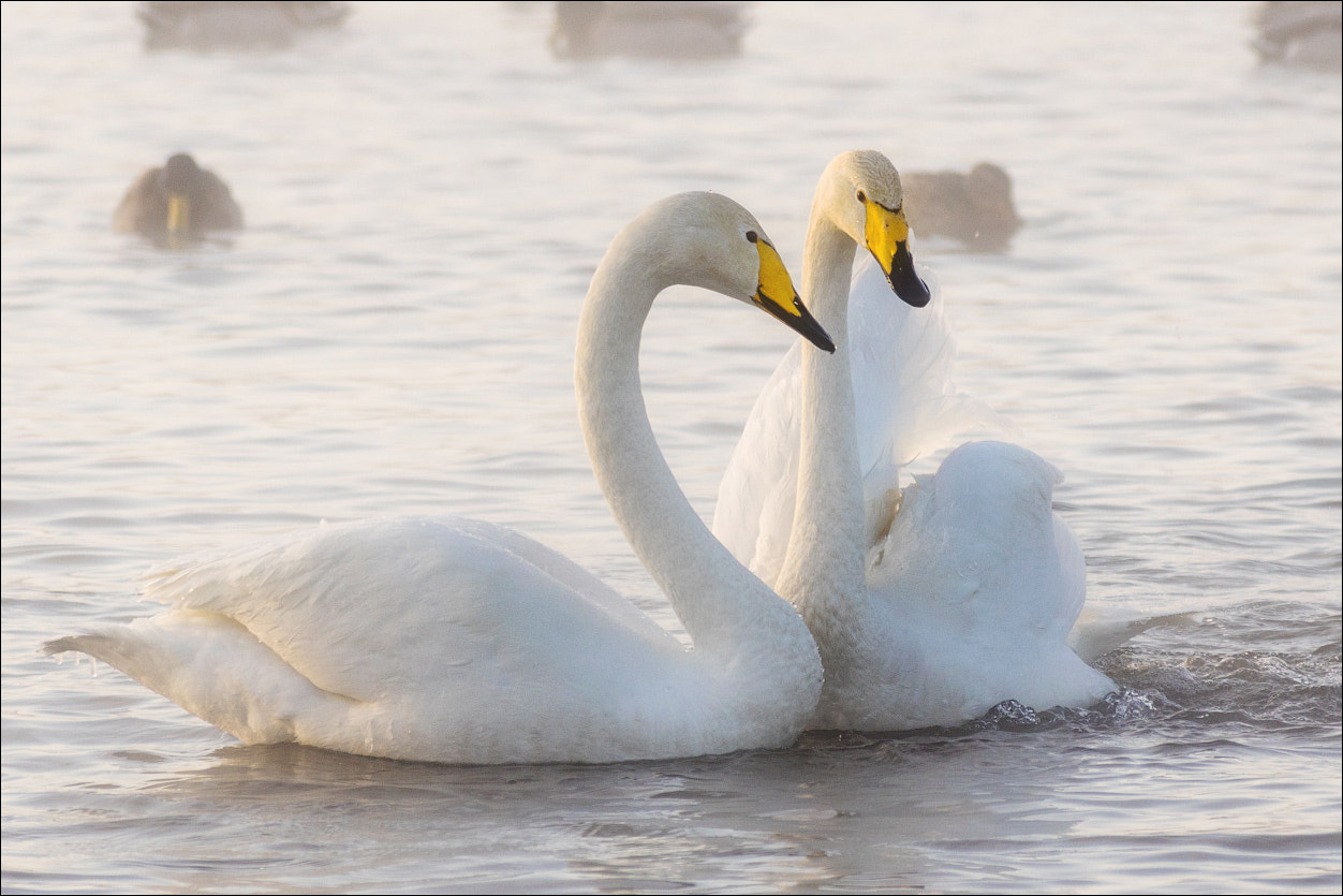 Pentax smc DA* 60-250mm F4.0 ED (IF) SDM sample photo. Sweet couple photography