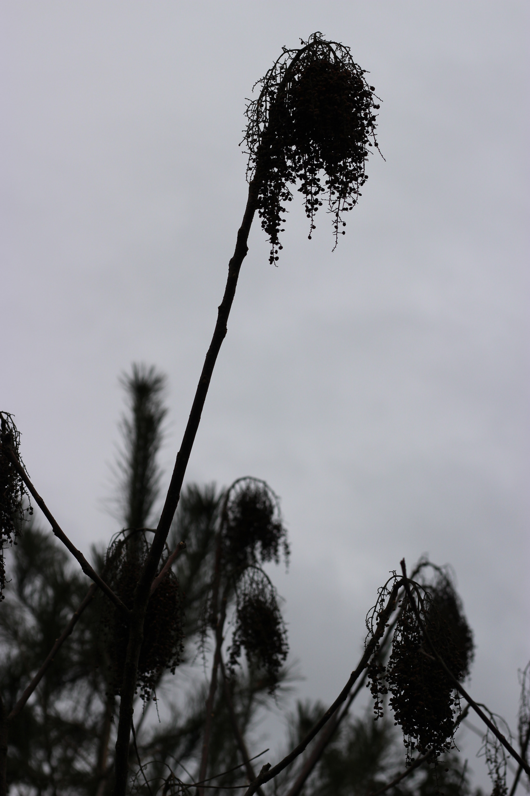 Canon EOS 100D (EOS Rebel SL1 / EOS Kiss X7) sample photo. Dead flowers photography