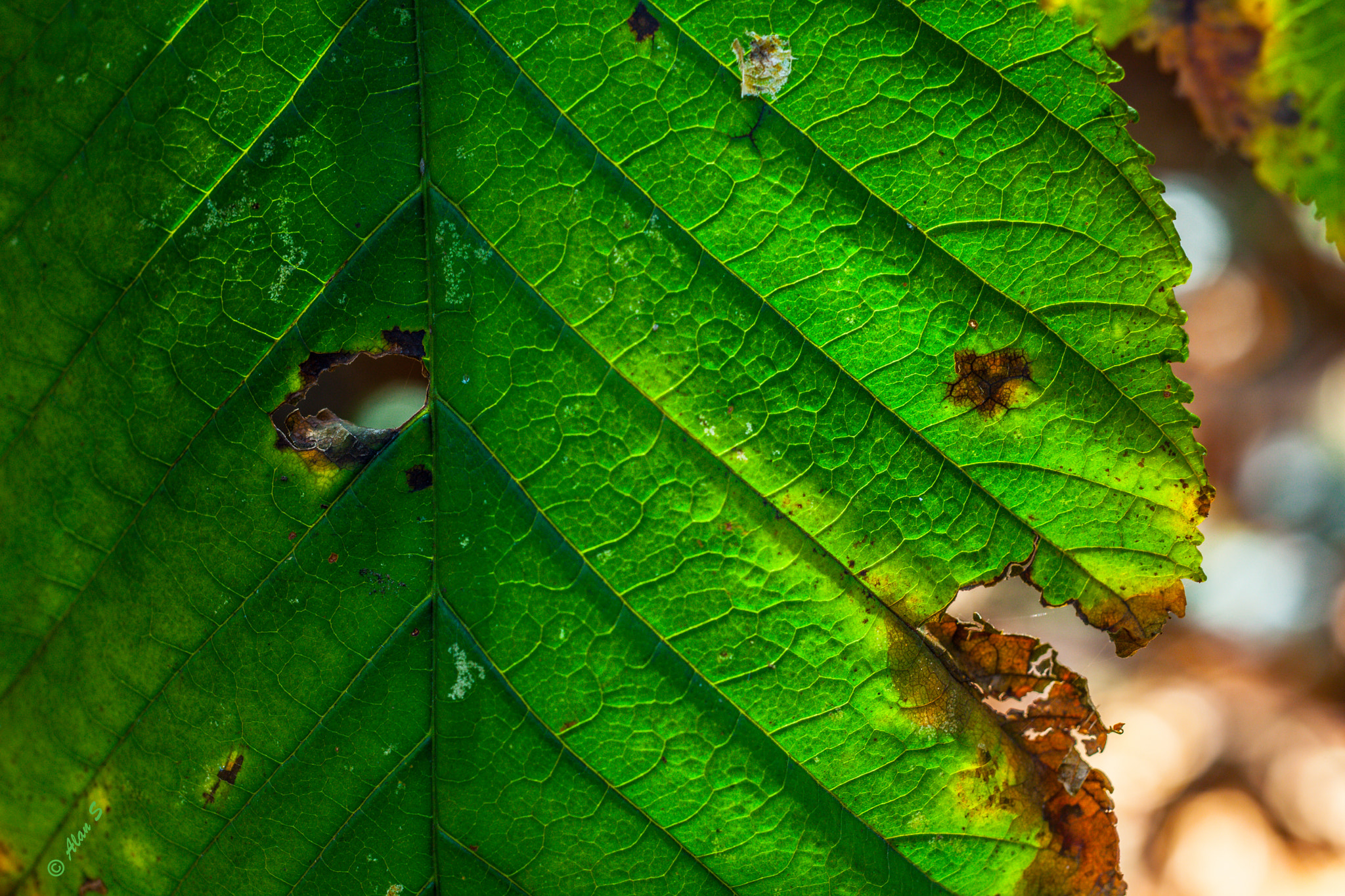 ZEISS Makro-Planar T* 50mm F2 sample photo. When i'm gone photography