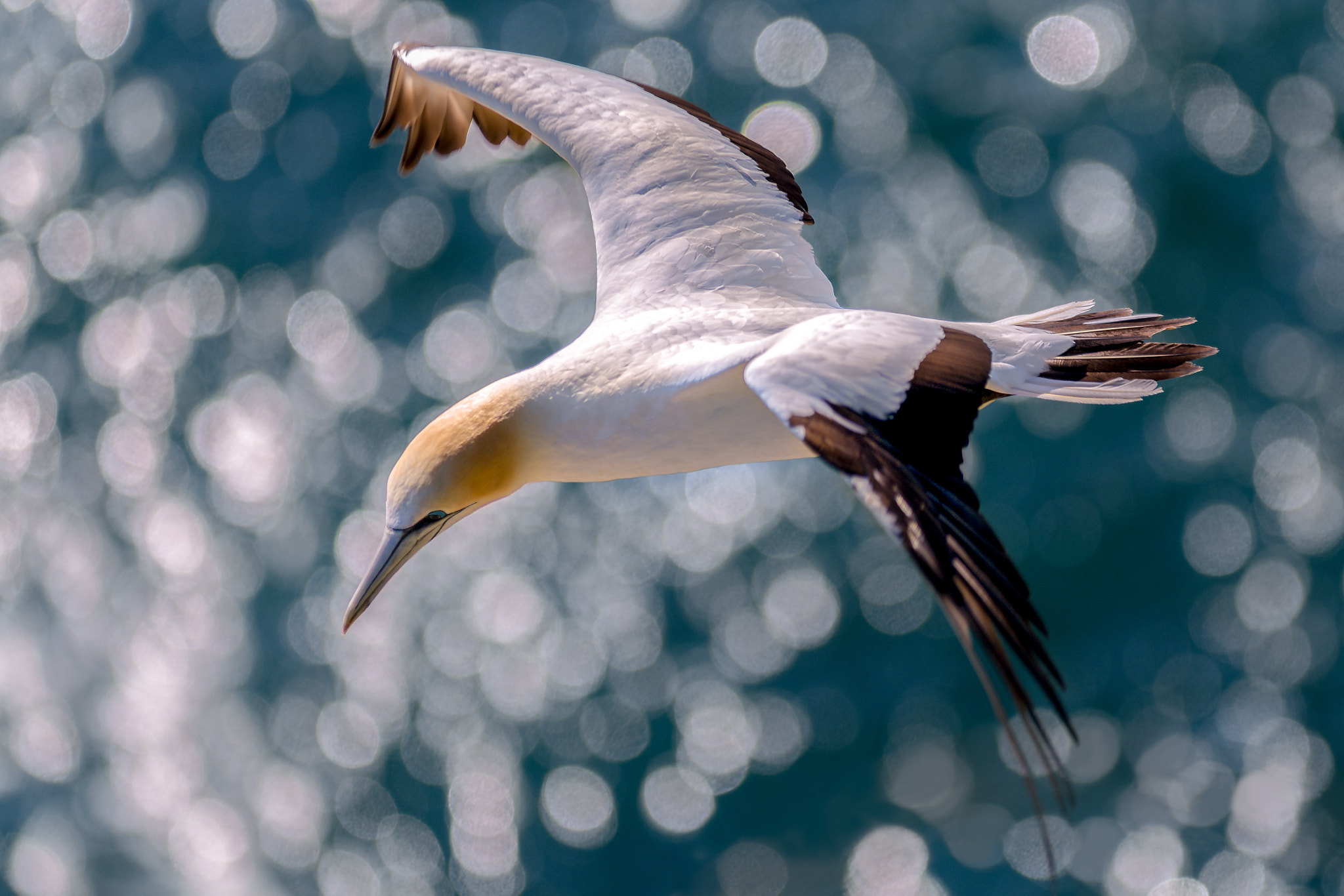 AF-S Zoom-Nikkor 80-200mm f/2.8D IF-ED sample photo. Fly for the stars photography