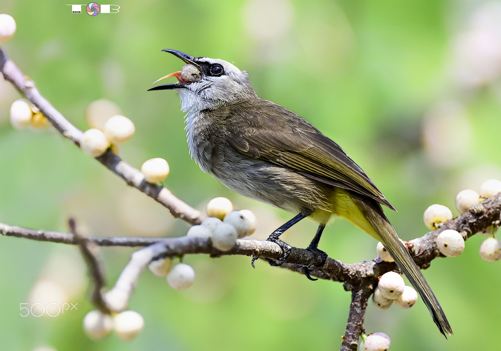 Nikon AF-S Nikkor 600mm F4D ED-IF II sample photo