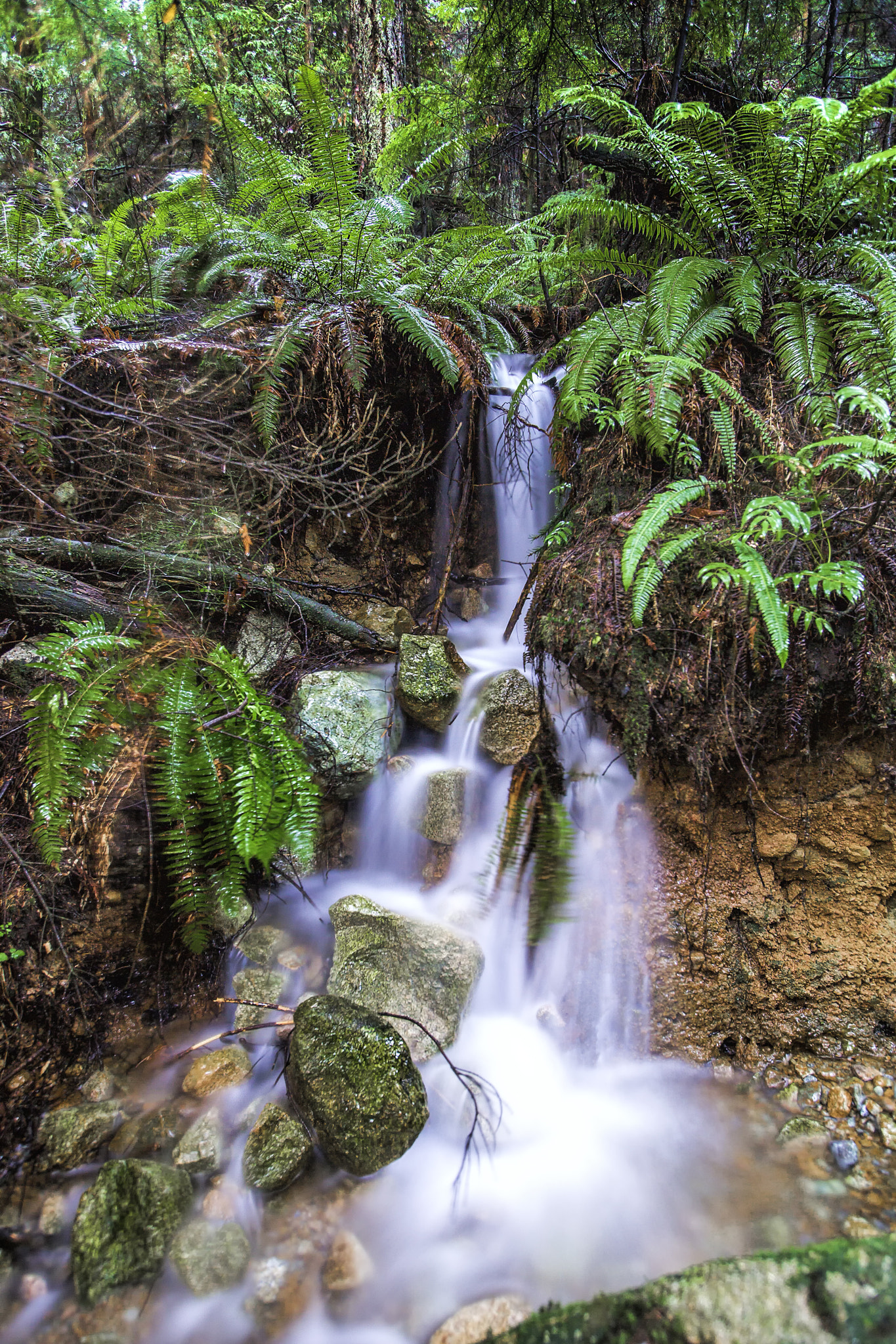 Canon EOS-1D X + Canon EF 16-35mm F2.8L USM sample photo. Forest waterfall photography