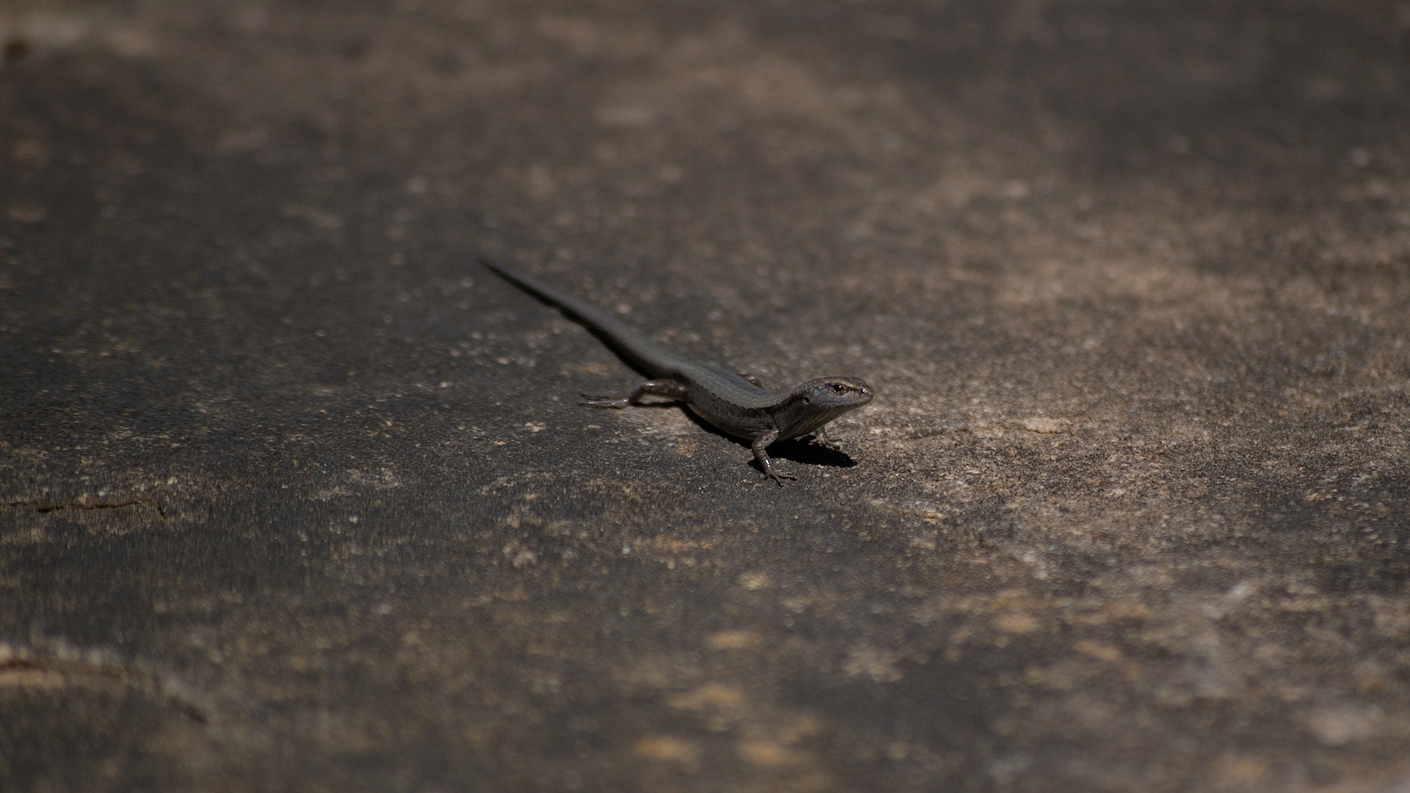 Pentax K100D + Sigma Lens (3 255) sample photo. Garden skink photography