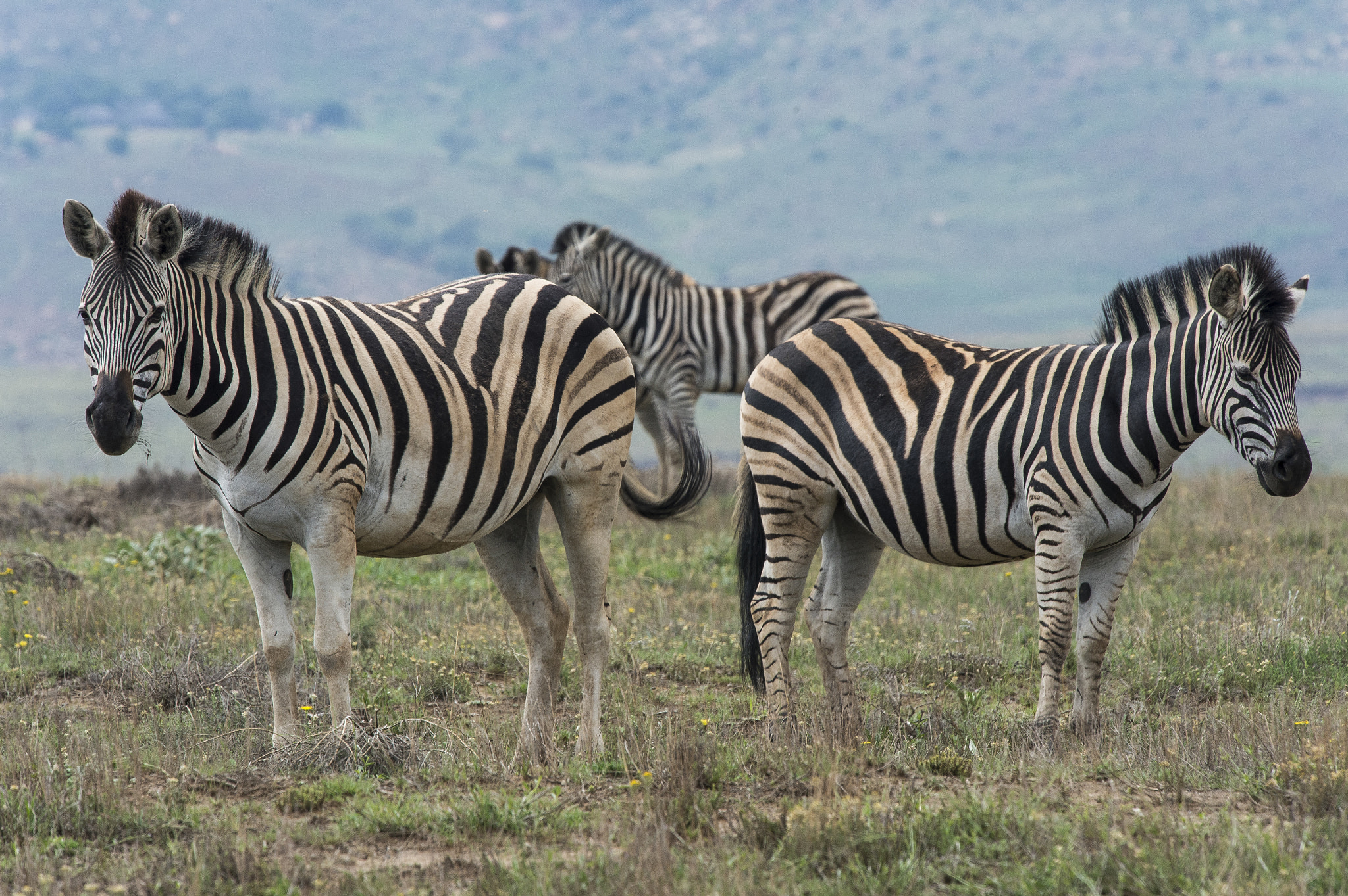 Nikon Nikkor AF-S 300mm F4E PF ED VR sample photo. Zebras in the golden gate game reserve photography