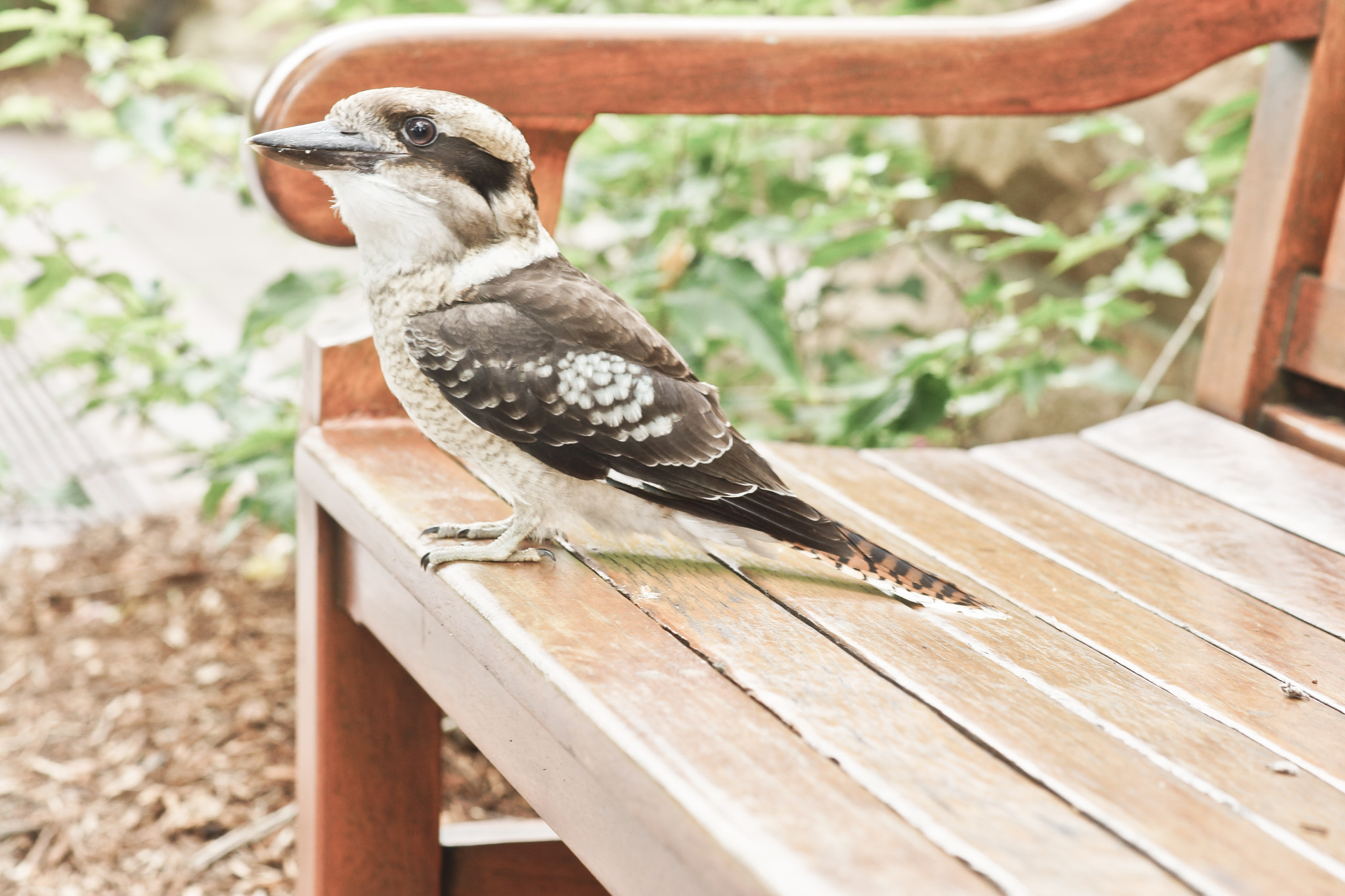 Sony a99 II + Tamron SP AF 90mm F2.8 Di Macro sample photo. Kooka on a bench photography