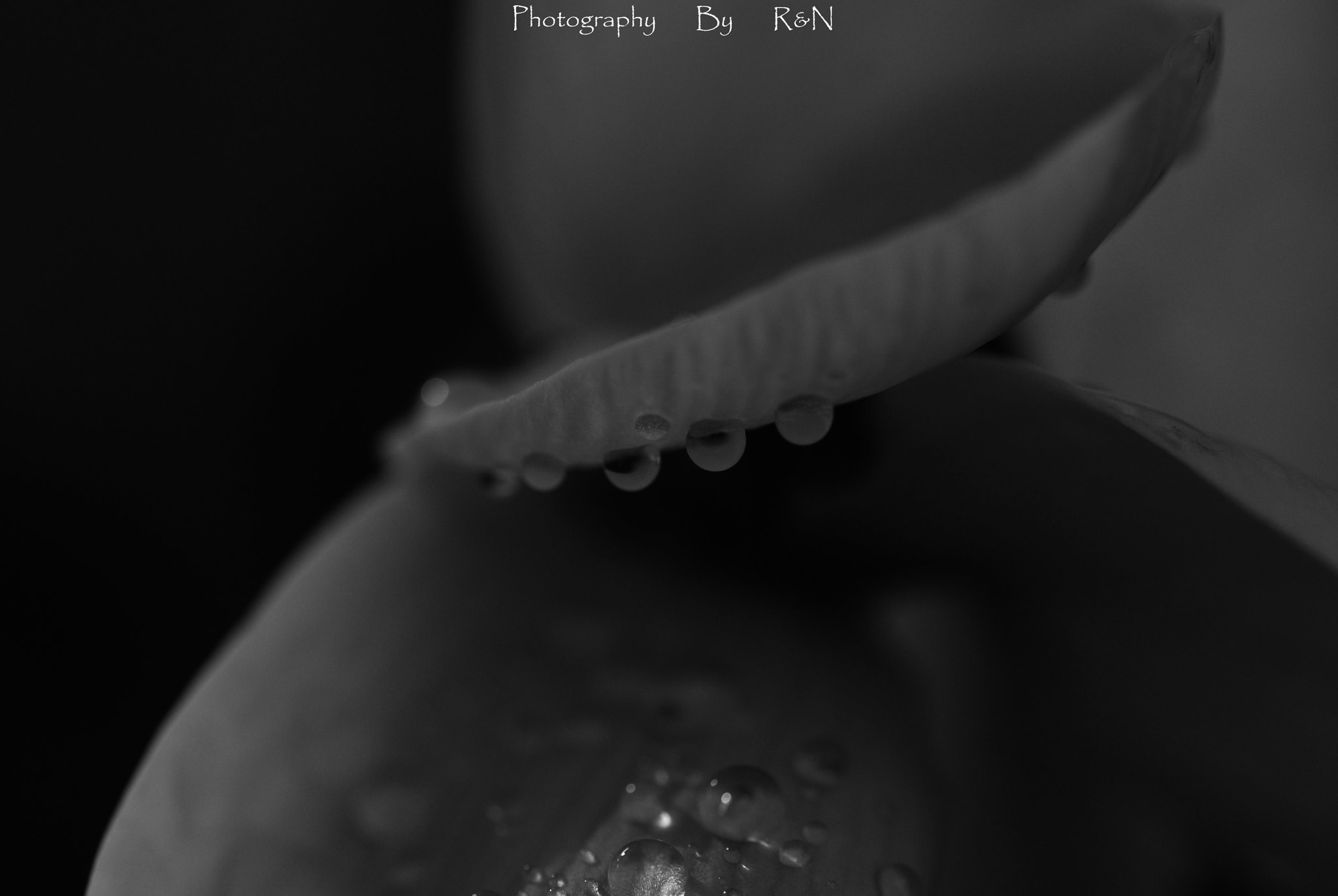 Sigma 105mm F2.8 EX DG OS HSM sample photo. Gotas photography