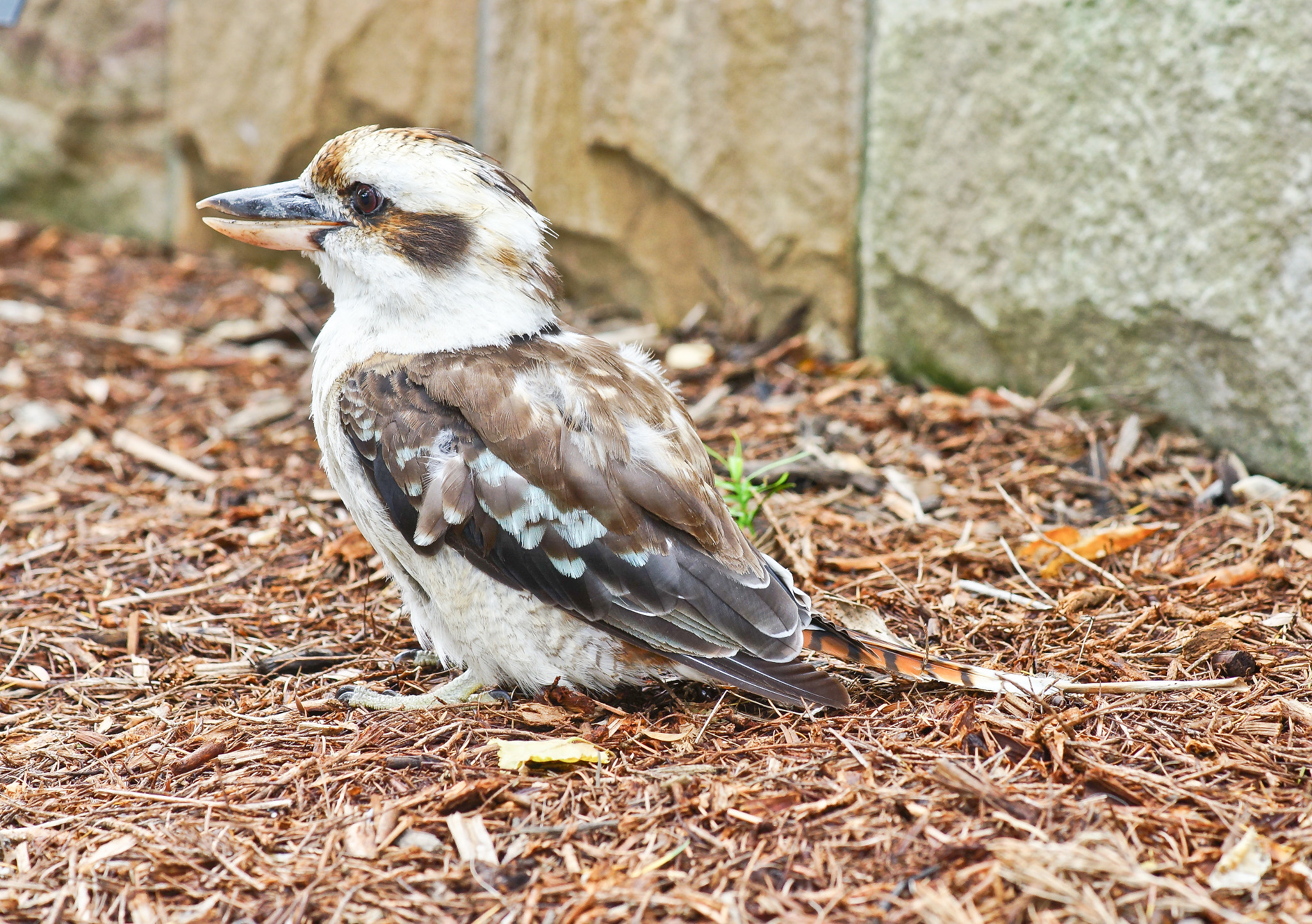 Sony a99 II + Tamron SP AF 90mm F2.8 Di Macro sample photo. Kookaburra in the park photography