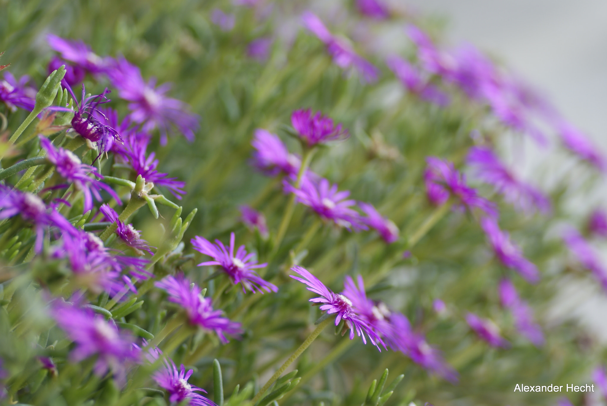 Tamron SP AF 90mm F2.8 Di Macro sample photo. Blumenwiese photography