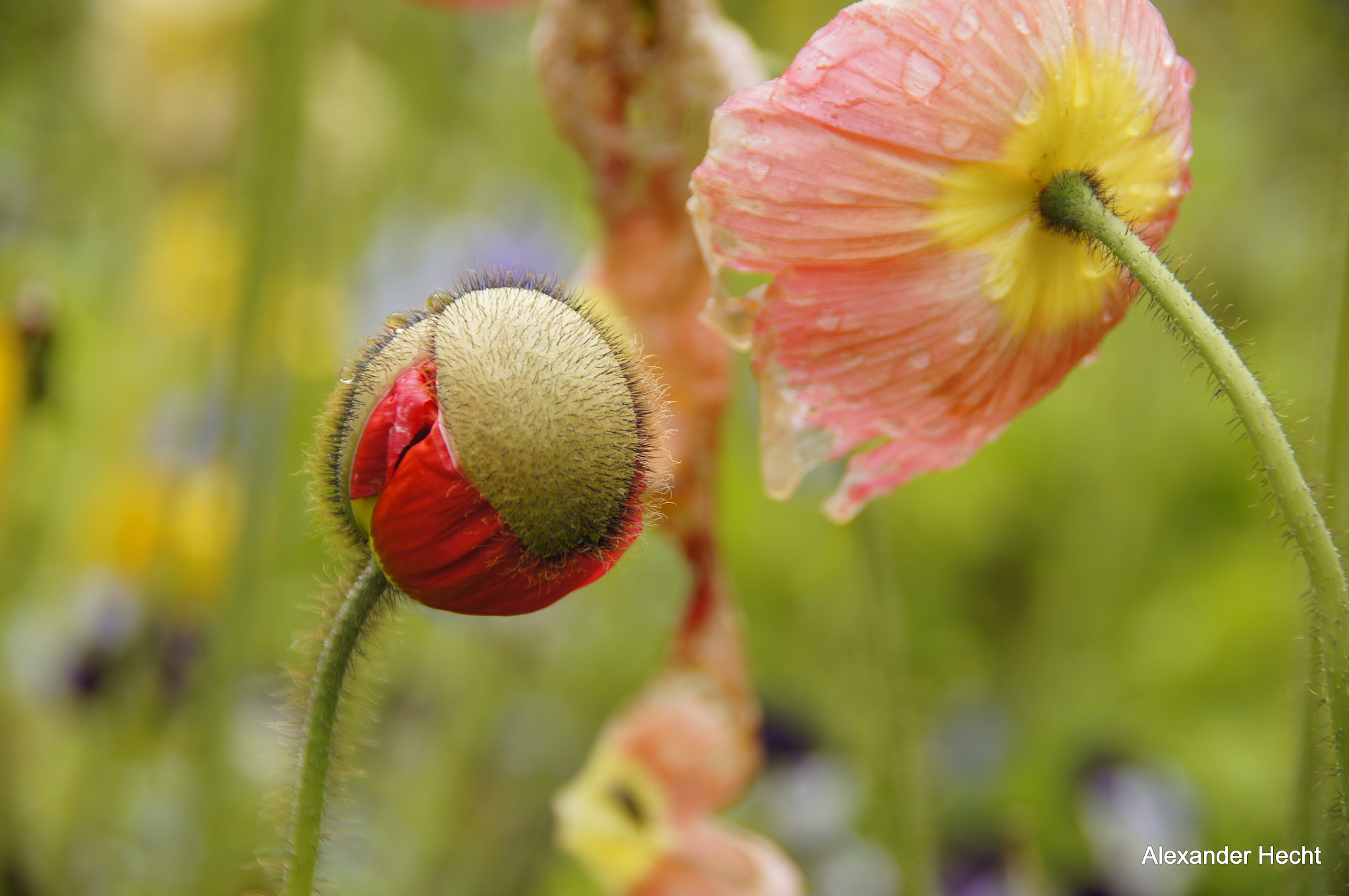 Sony SLT-A55 (SLT-A55V) sample photo. Roter mohn photography