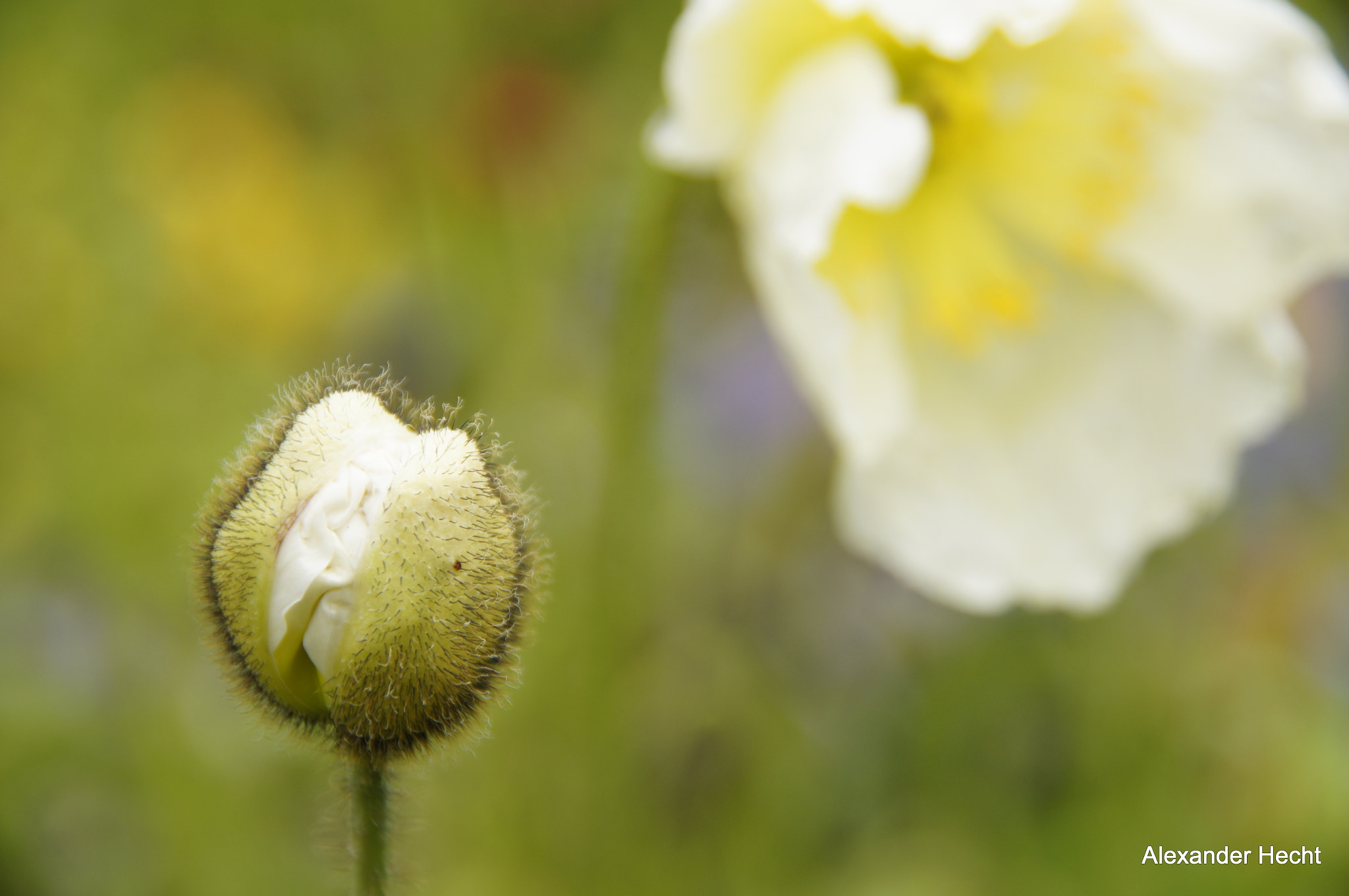 Sony SLT-A55 (SLT-A55V) sample photo. Weißer mohn photography