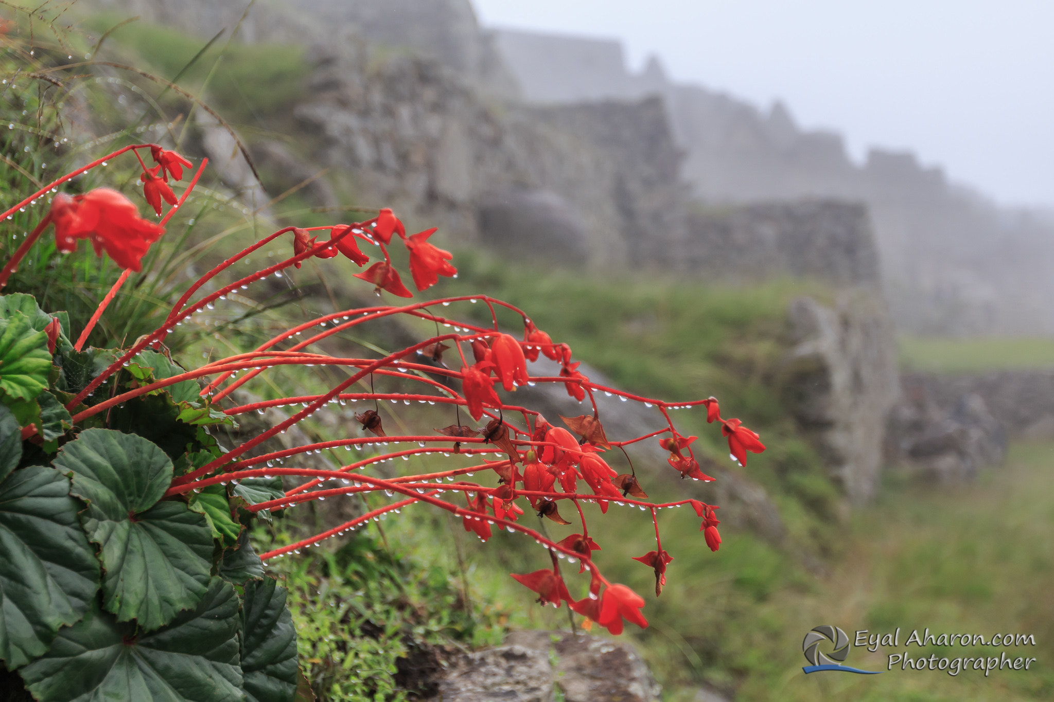 Canon EF 16-35mm F2.8L II USM sample photo. Machupichu trek peru dec photography