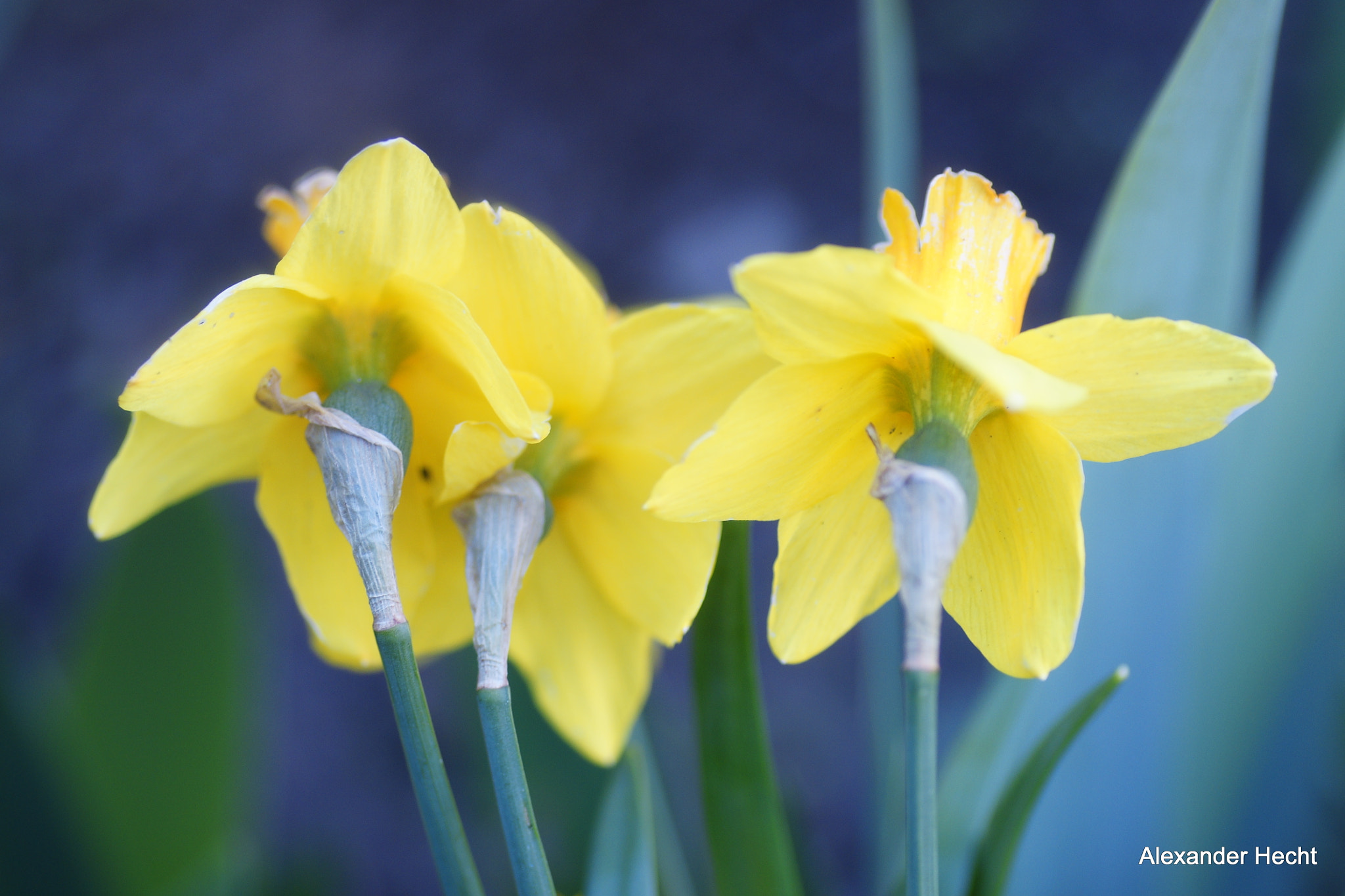 Sony Alpha DSLR-A700 + Tamron SP AF 90mm F2.8 Di Macro sample photo. Im garten photography