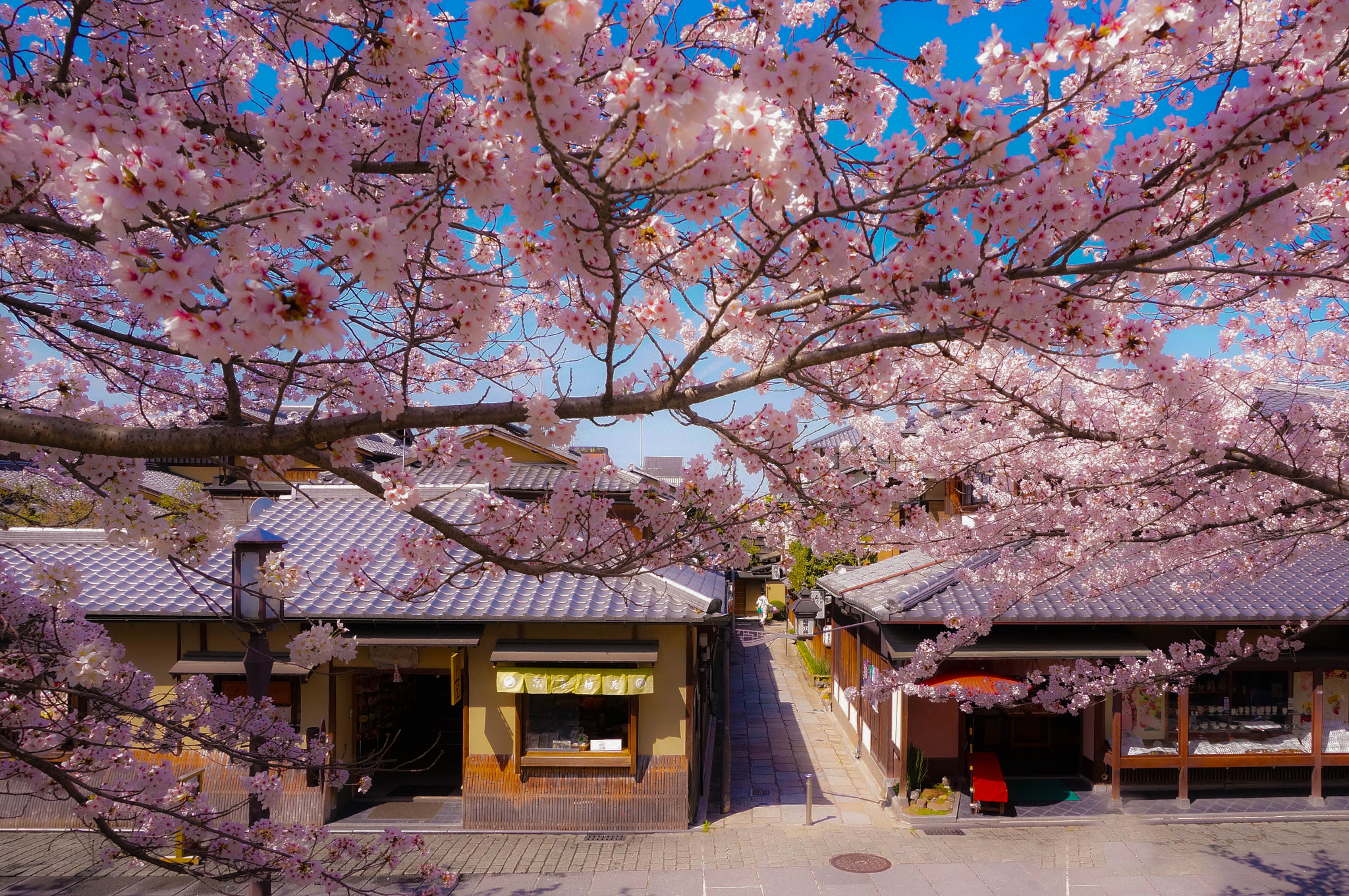 Sony Alpha NEX-5R + Sony E 18-50mm F4-5.6 sample photo. 桜のトンネル photography