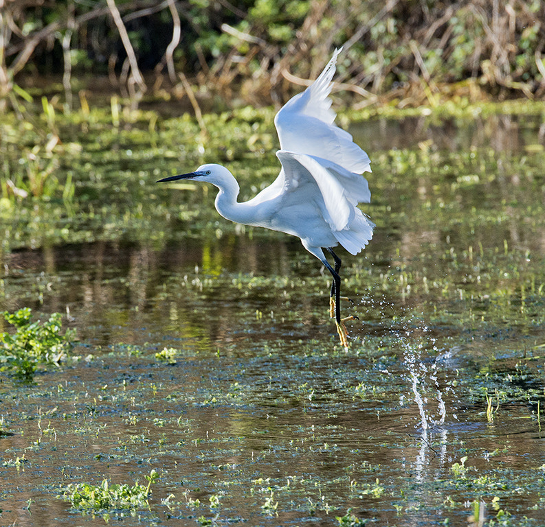 Nikon AF-S Nikkor 600mm F4D ED-IF II sample photo. Little egret photography
