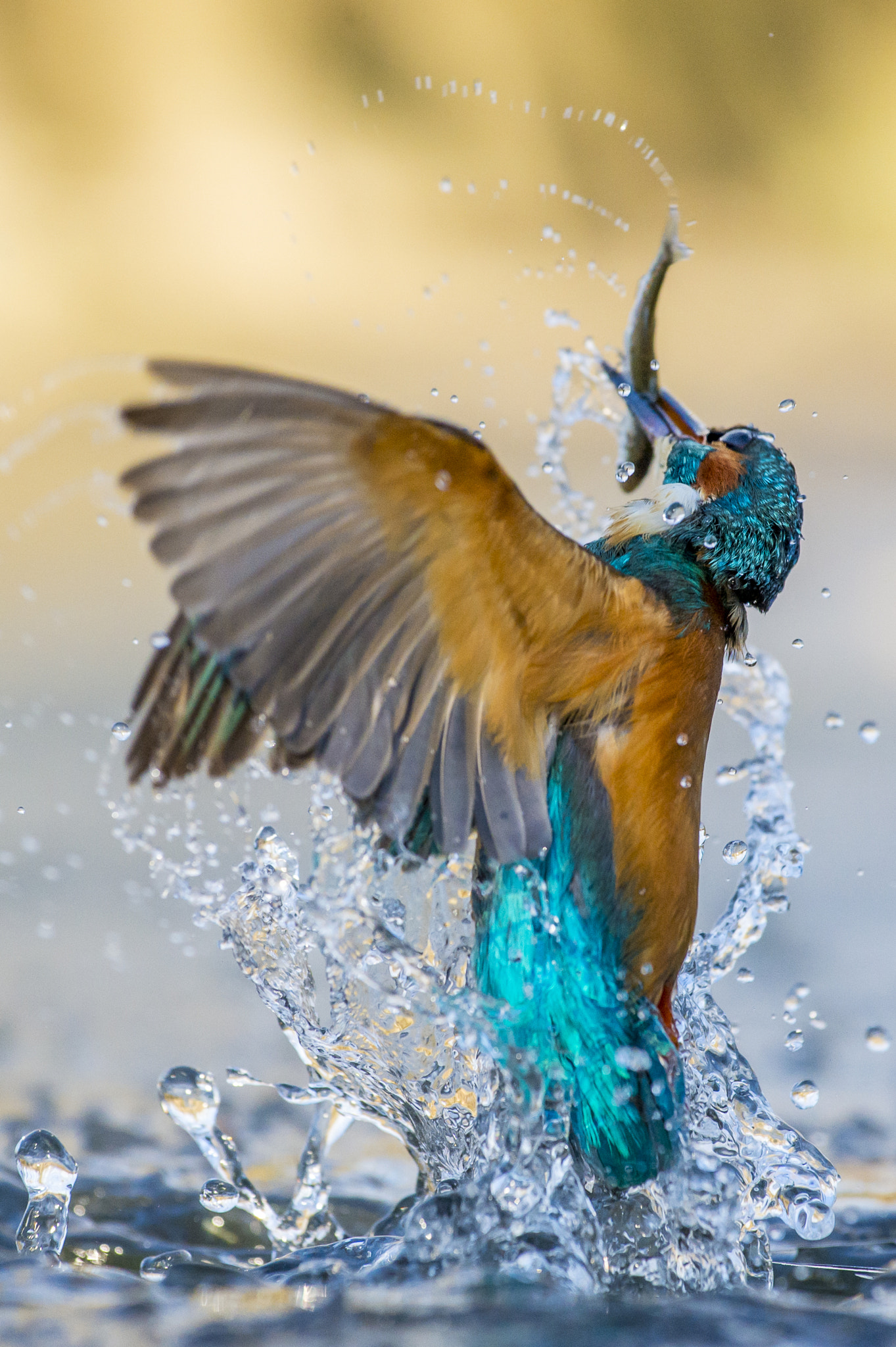 Nikon AF-S Nikkor 70-200mm F4G ED VR sample photo. Let's dance photography