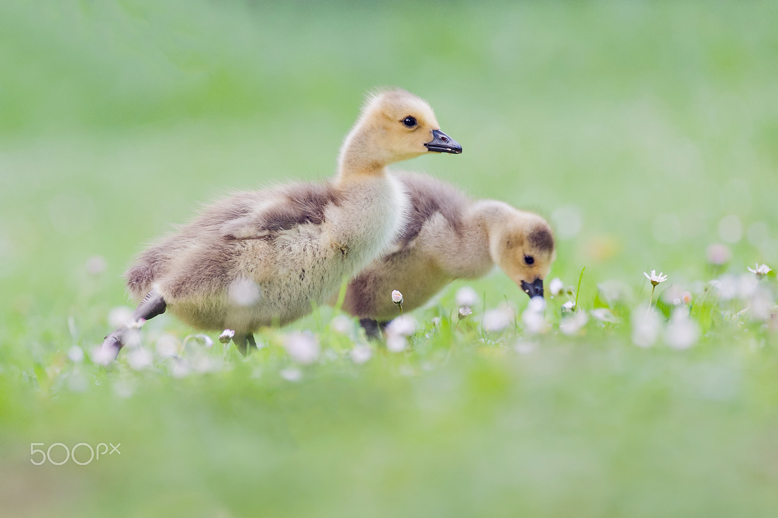 Sigma 120-300mm F2.8 EX DG HSM sample photo. Gosling (canada goose) photography