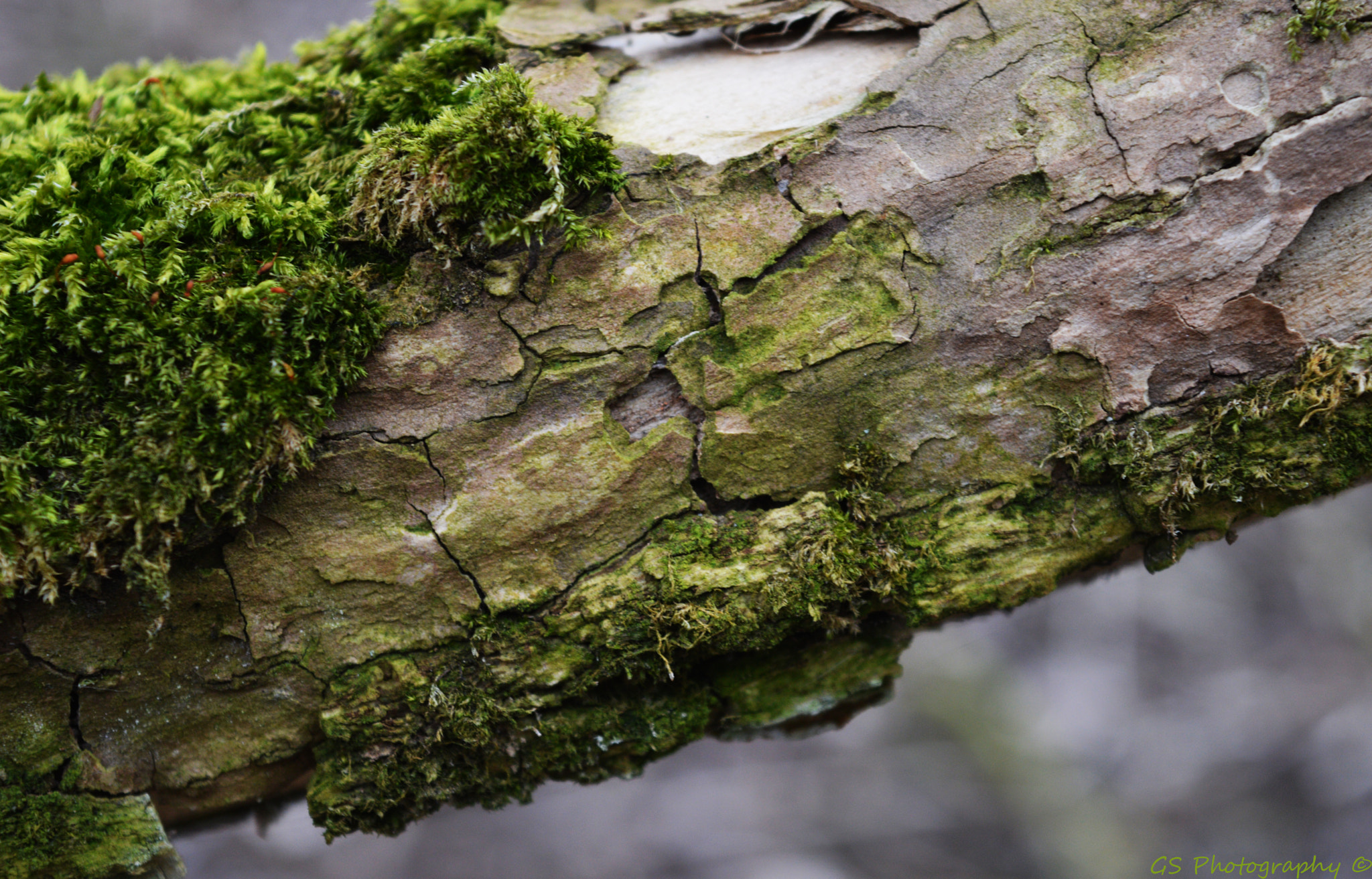 Nikon D3200 + AF Nikkor 50mm f/1.8 N sample photo. Tree branch up close photography