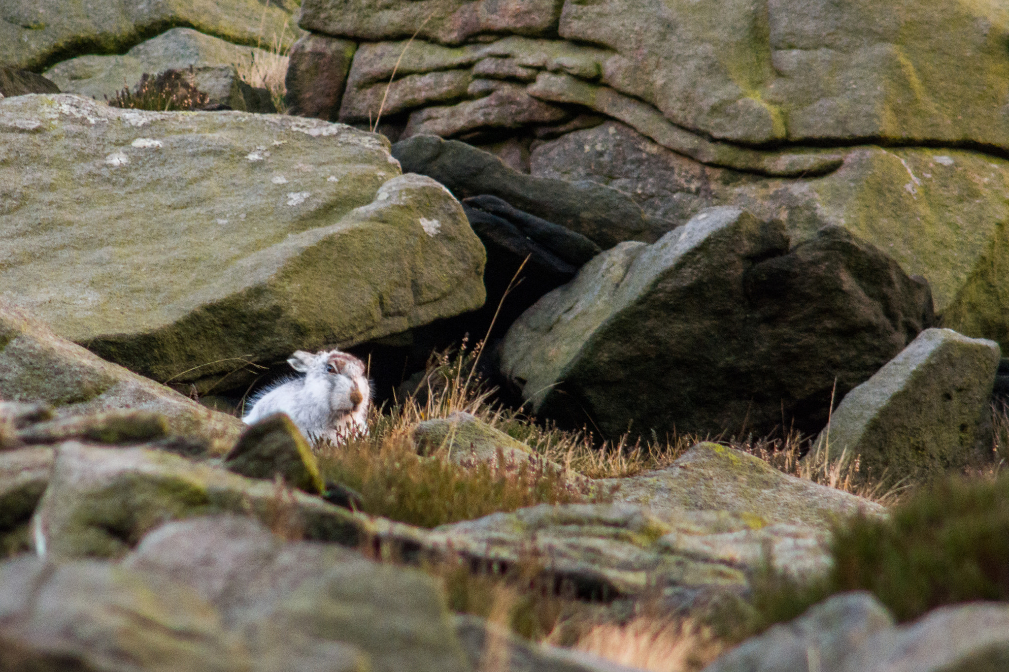 AF Nikkor 300mm f/4 IF-ED sample photo. Mountain hare photography