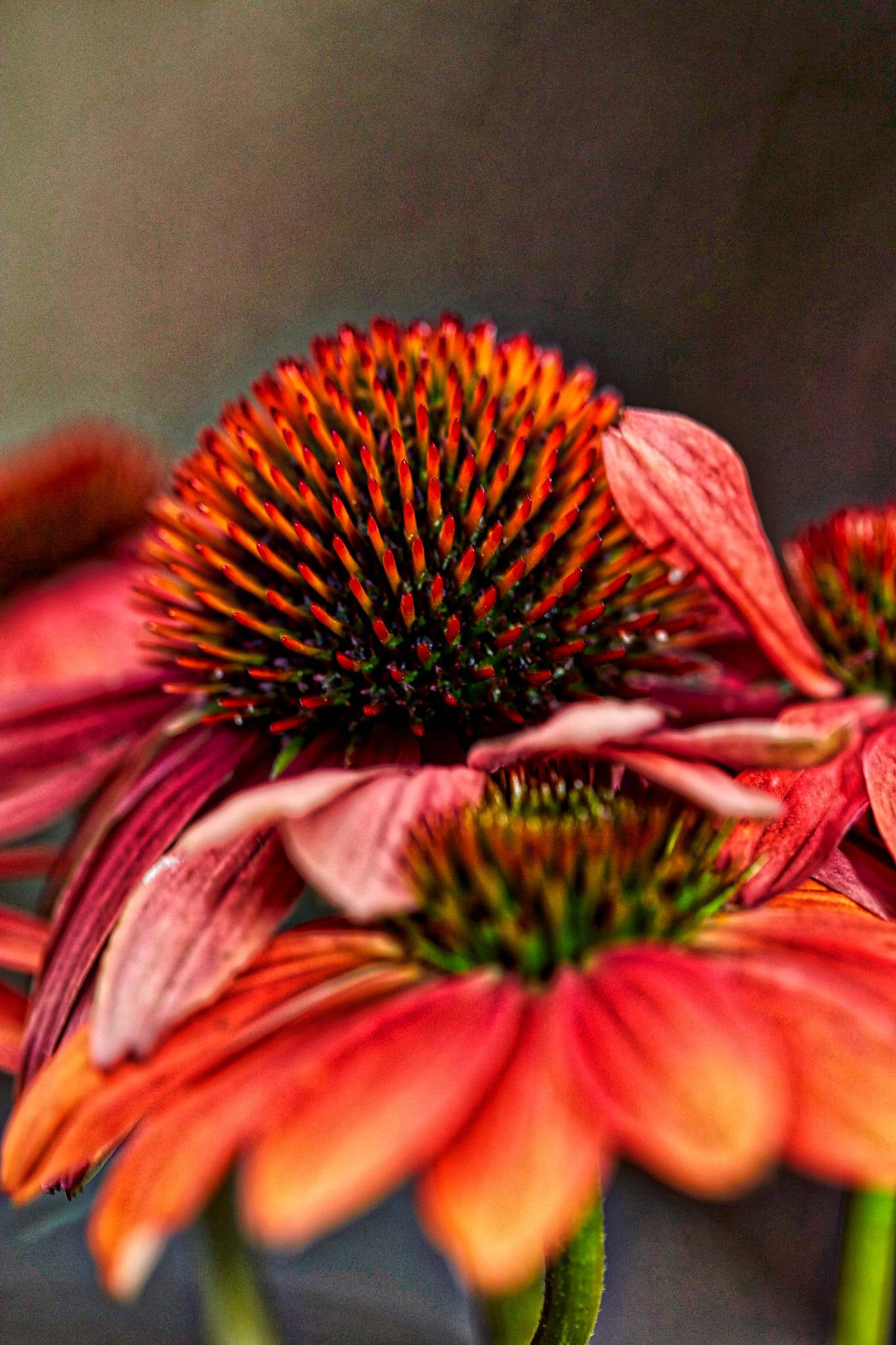 Canon EOS 5DS R + Canon EF 100mm F2.8 Macro USM sample photo. Flowers photography