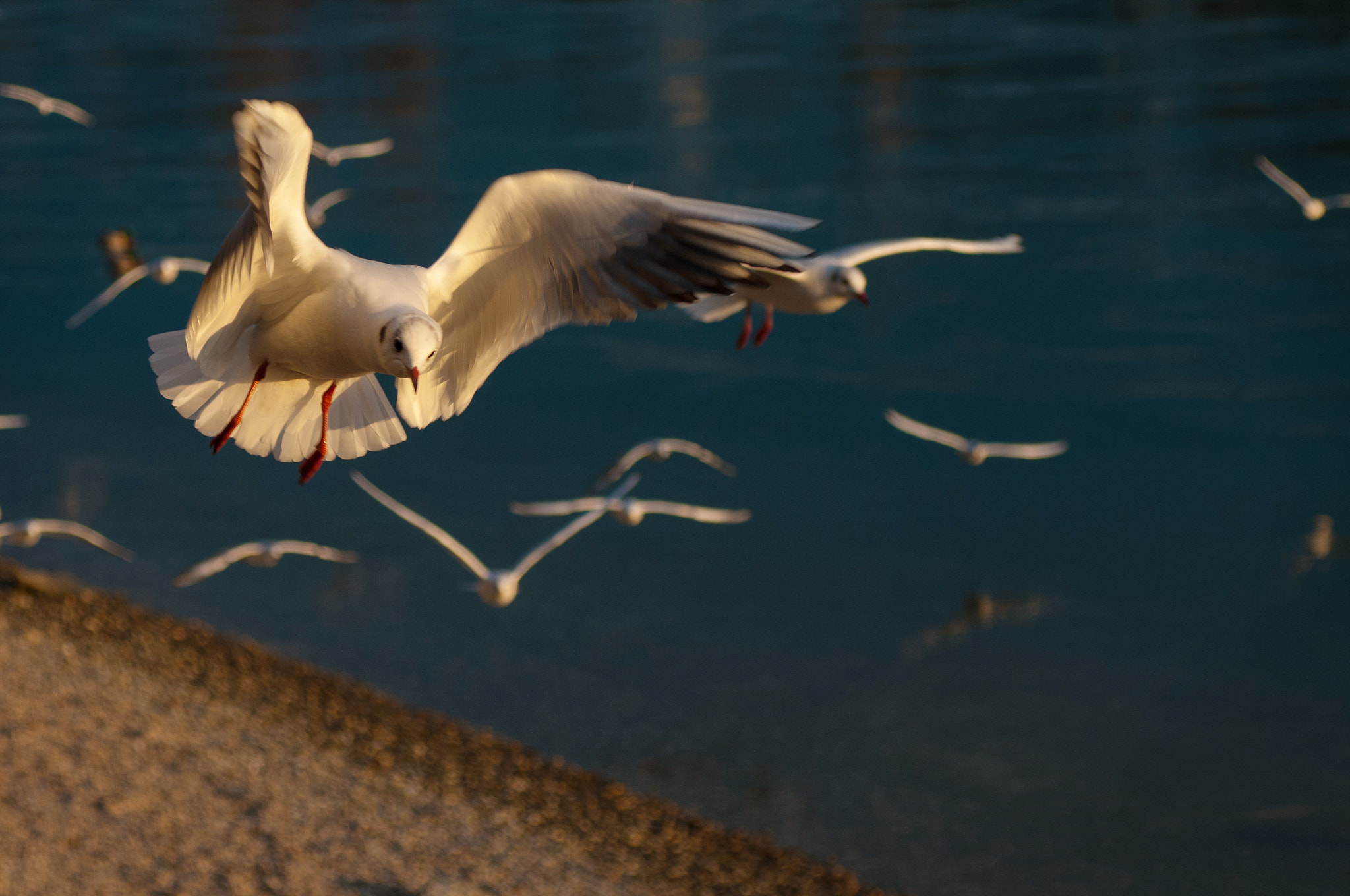 Nikon D300S + Sigma 24-70mm F2.8 EX DG Macro sample photo. Sunset fly photography