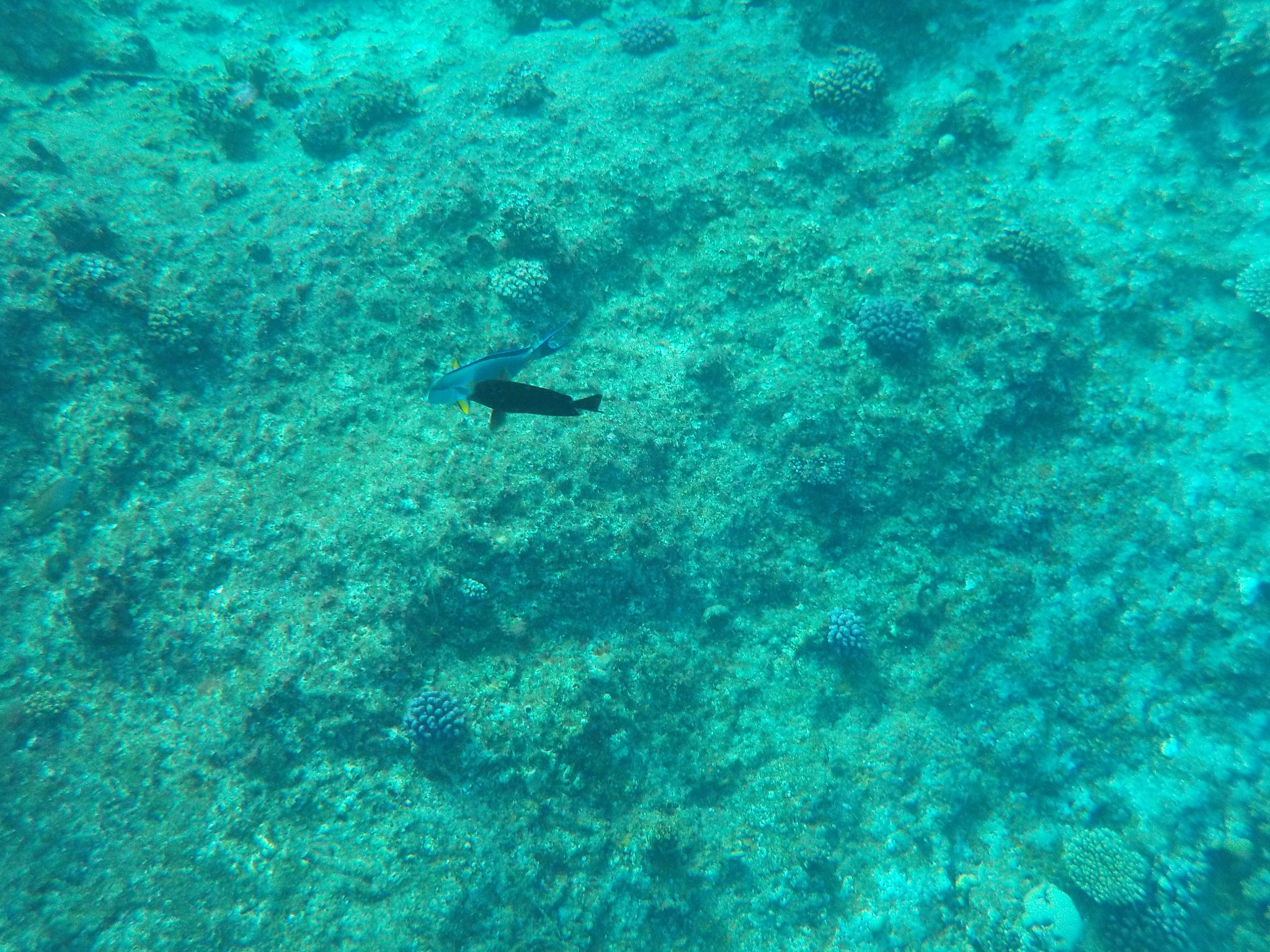 Nikon Coolpix S32 sample photo. Reef of red sea photography