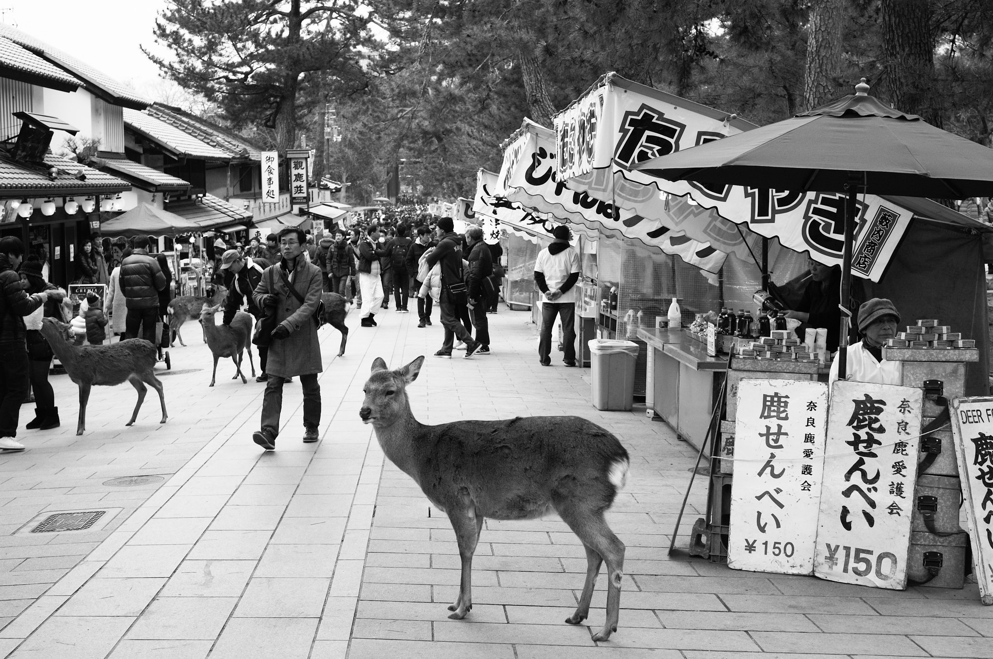 Ricoh GXR A12 + GR Lens A12 50mm F2.5 Macro sample photo. Narapark photography
