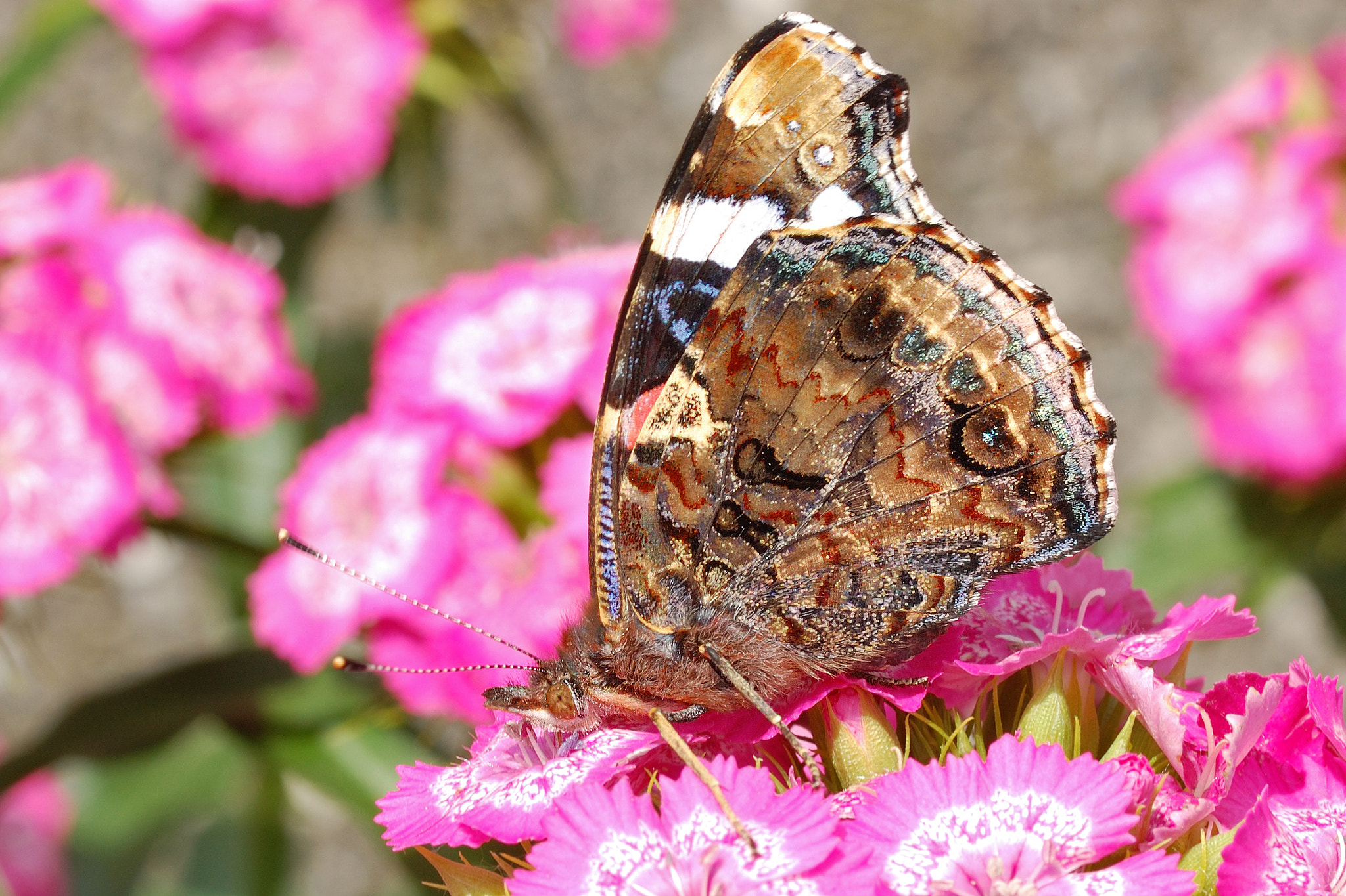 Nikon D40 sample photo. Vanessa atalanta photography