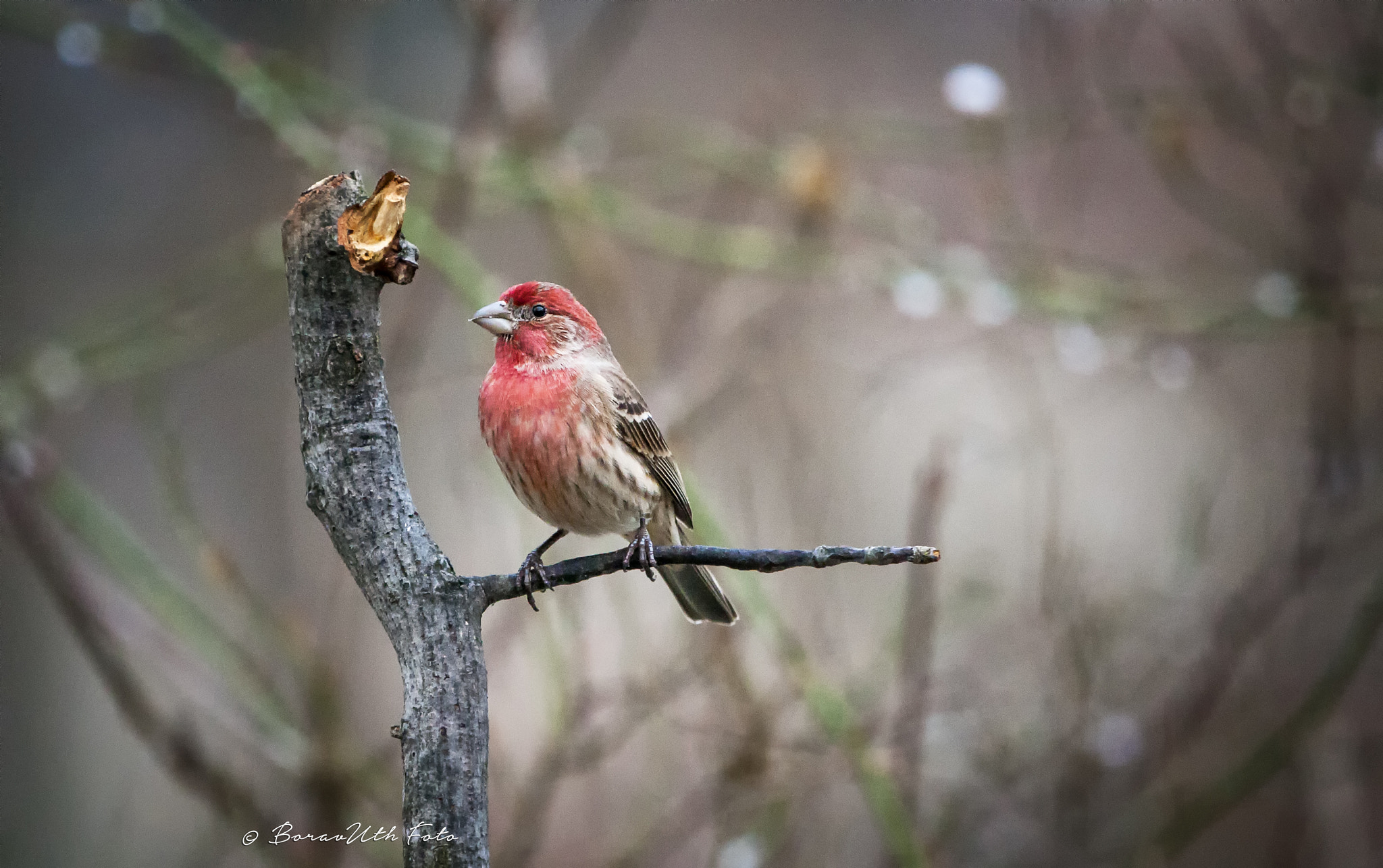 Canon EF 70-200mm F2.8L IS II USM sample photo. © photography
