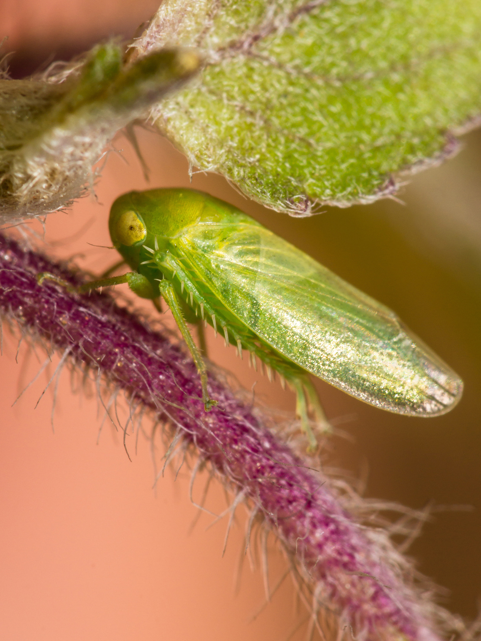 Canon EOS 60D + Canon EF 100mm F2.8 Macro USM sample photo. Leafhopper photography