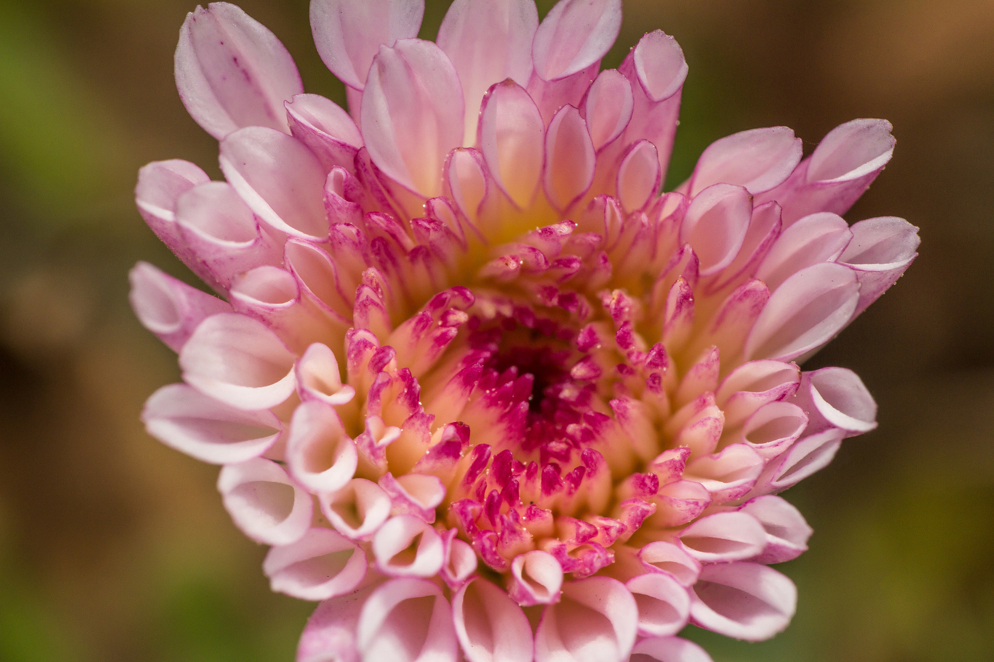 Canon EOS 60D + Canon EF 100mm F2.8 Macro USM sample photo. Pink flower photography